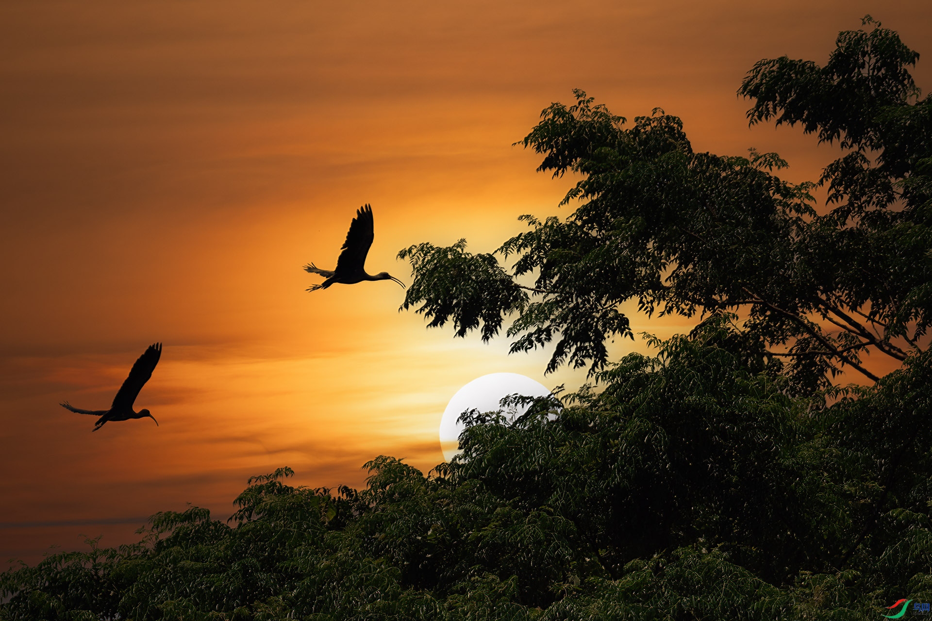 060A9872 ����-Sha--1 .jpg