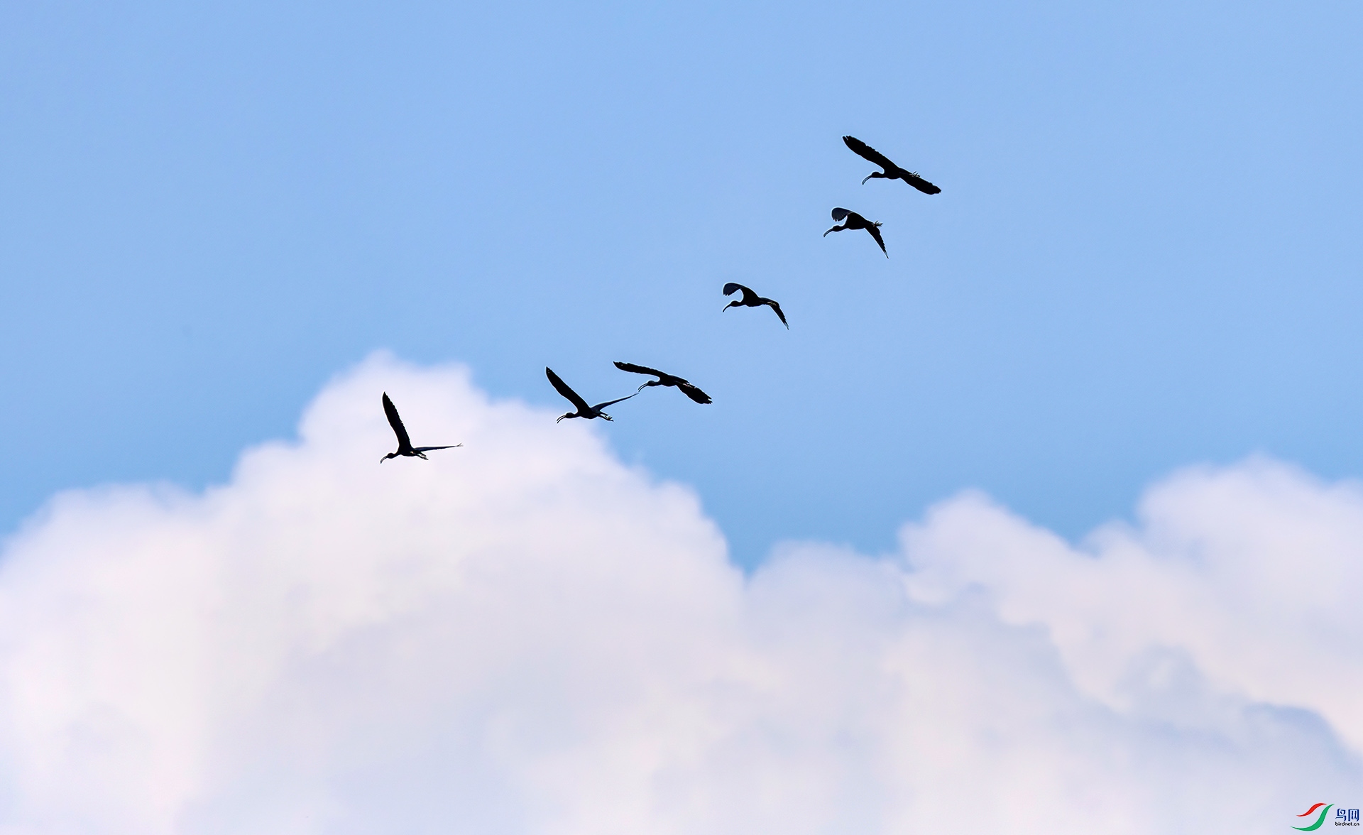 060A9861 ����-Sha----1 .jpg