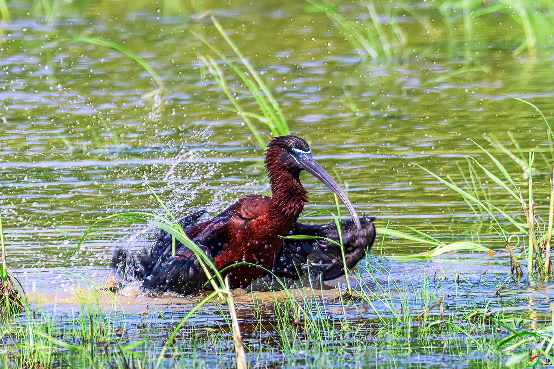 060A6847 ����-Sh---1 .jpg