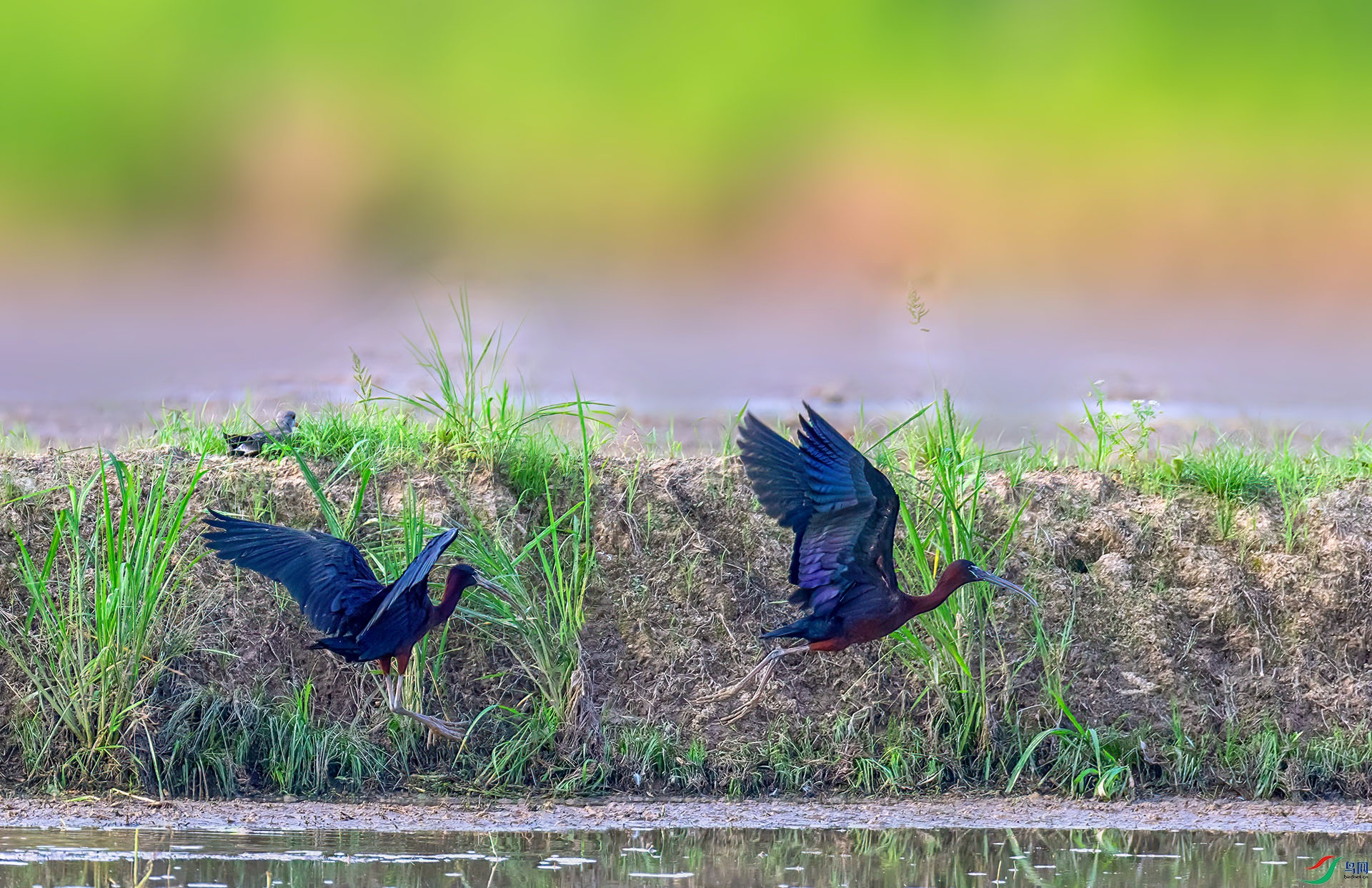 060A5692 ����-Sh---1 .jpg