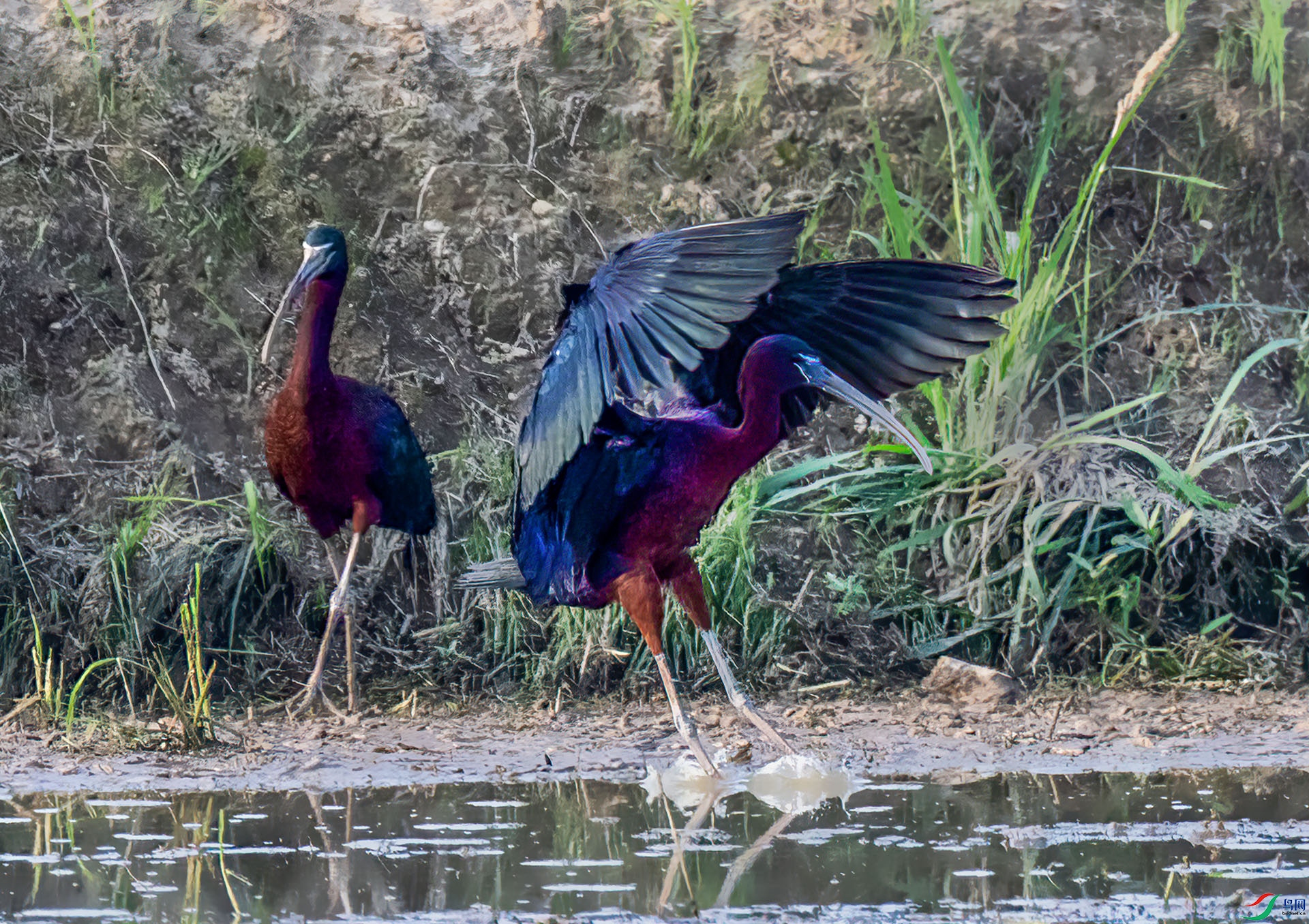 060A5611 ����-Sh----1 .jpg