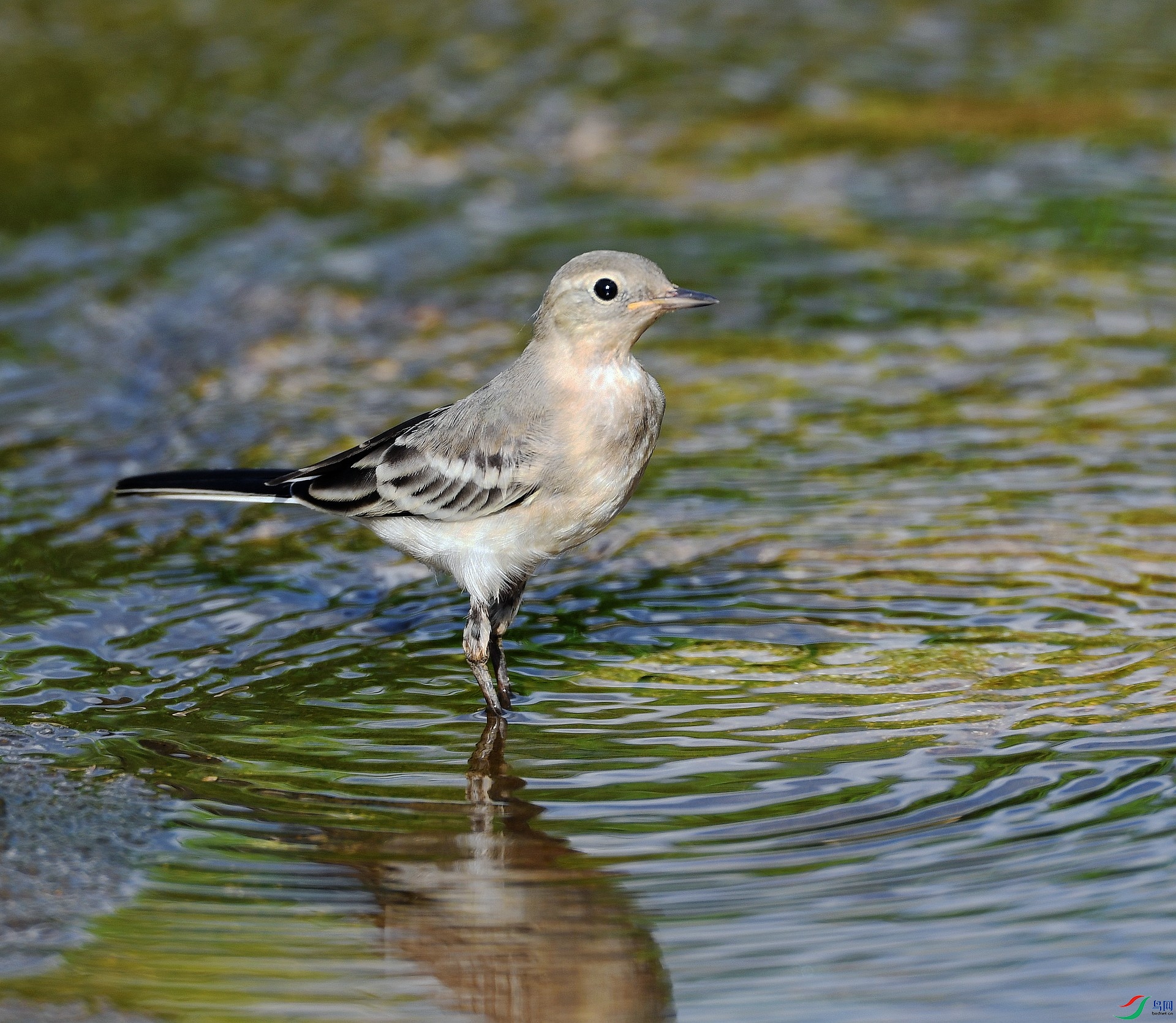 DSC_6952.jpg