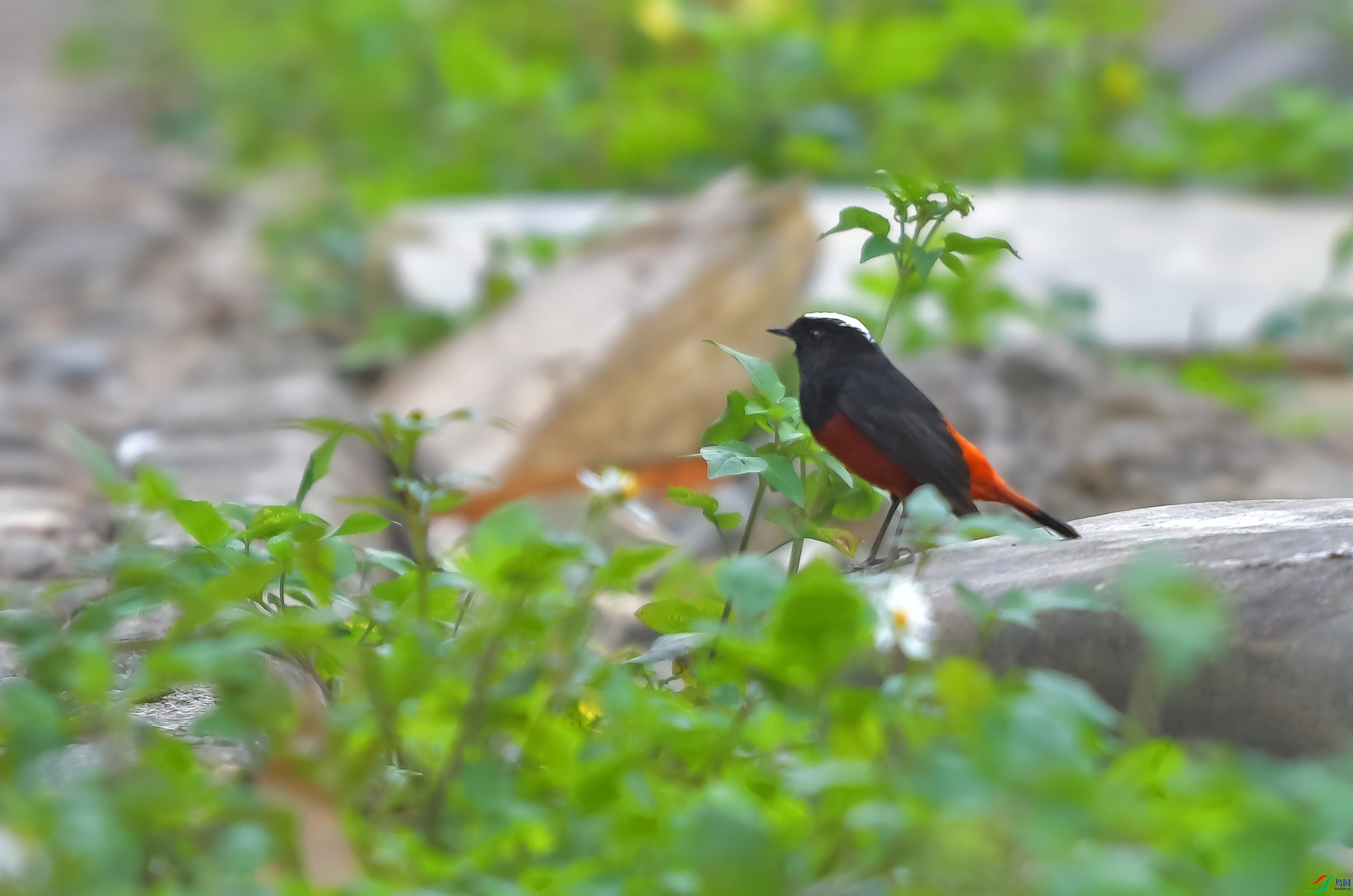 DSC_5922.JPG