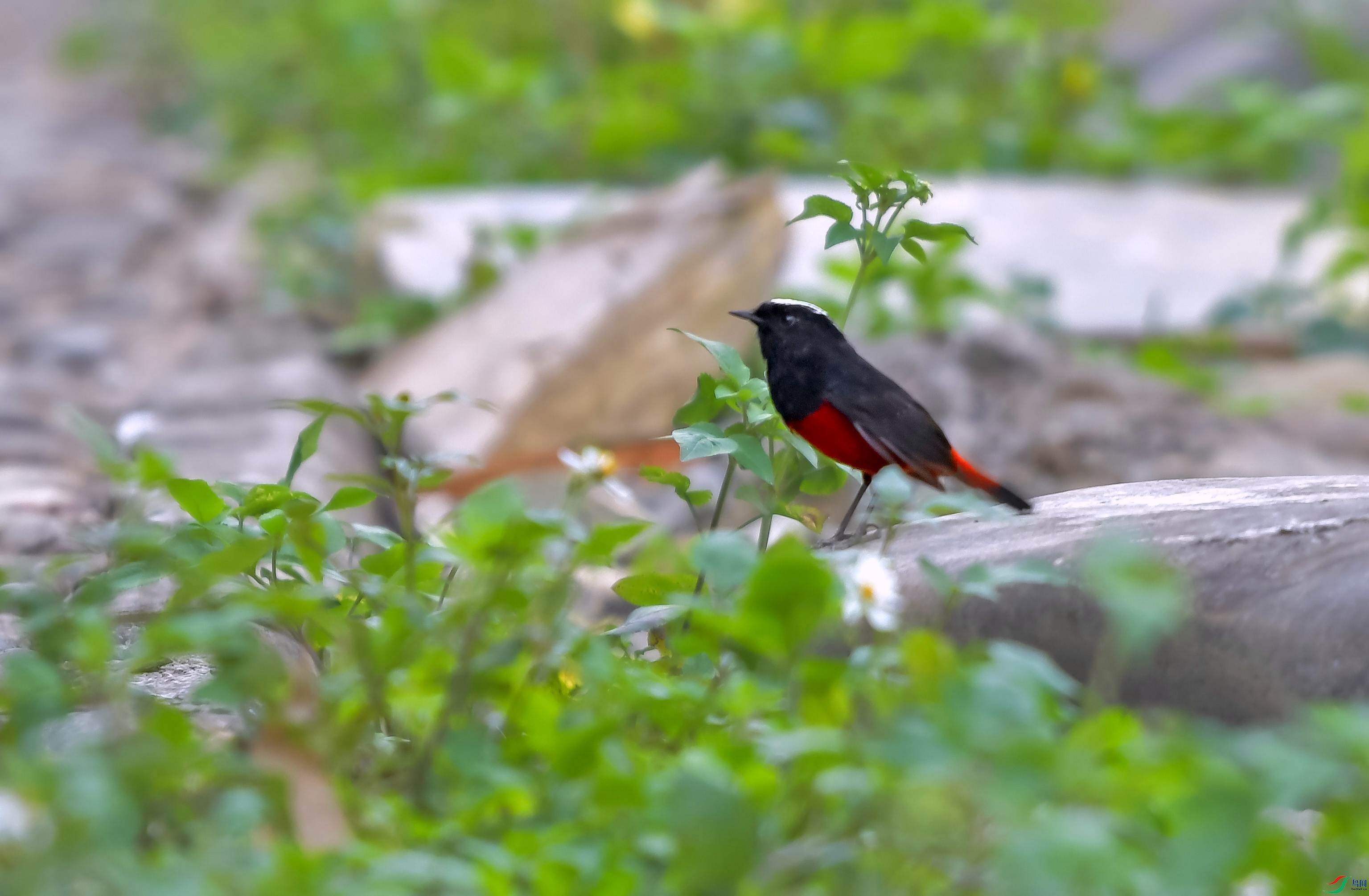 DSC_5920.JPG