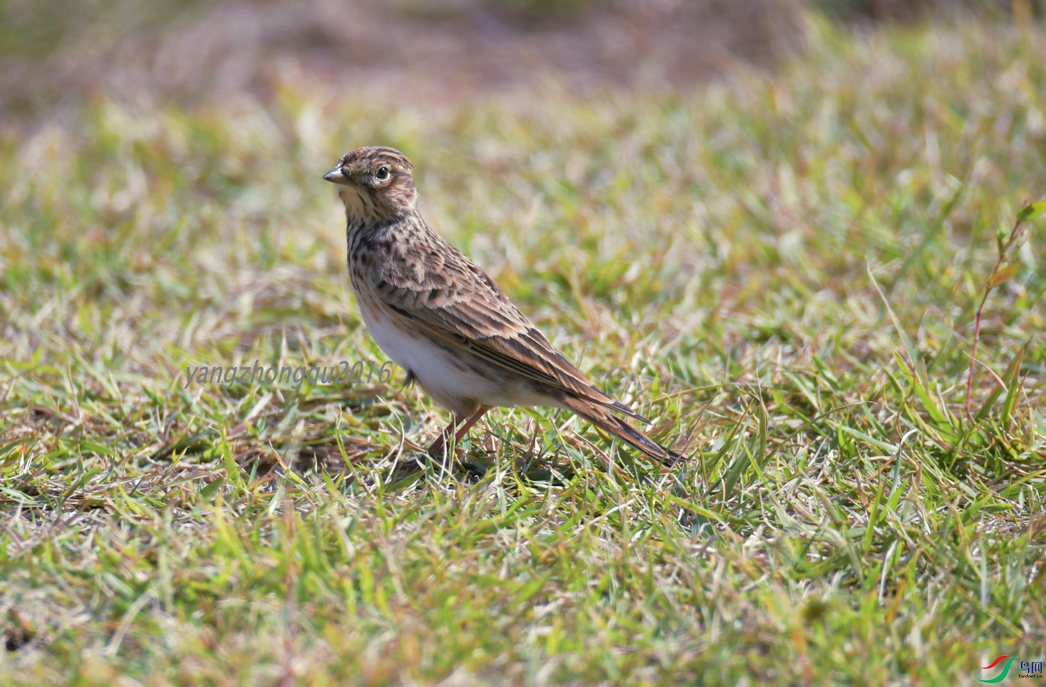 DSC_7288_����.jpg