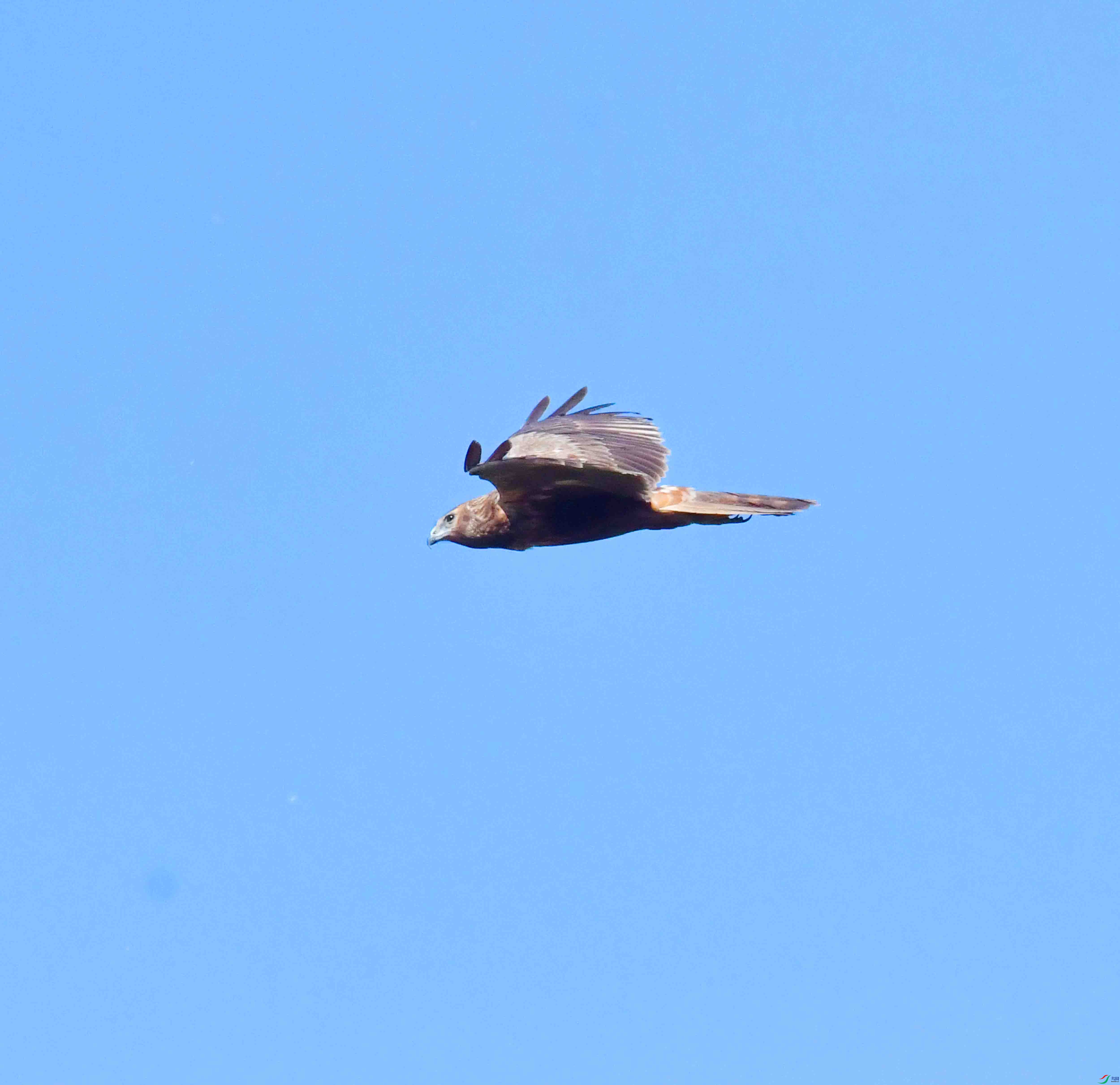 DSC_8217.JPG