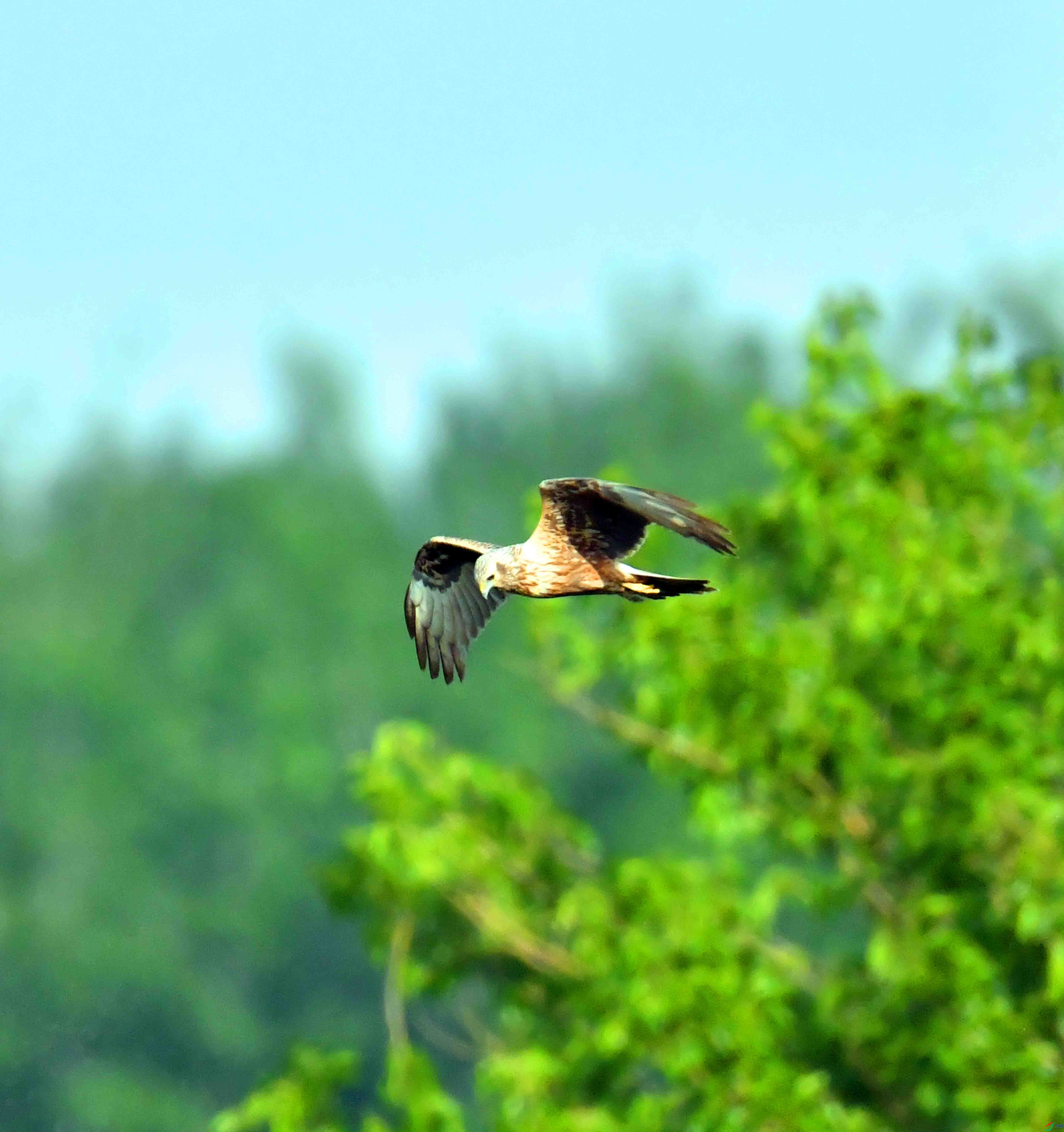 DSC_9692.JPG