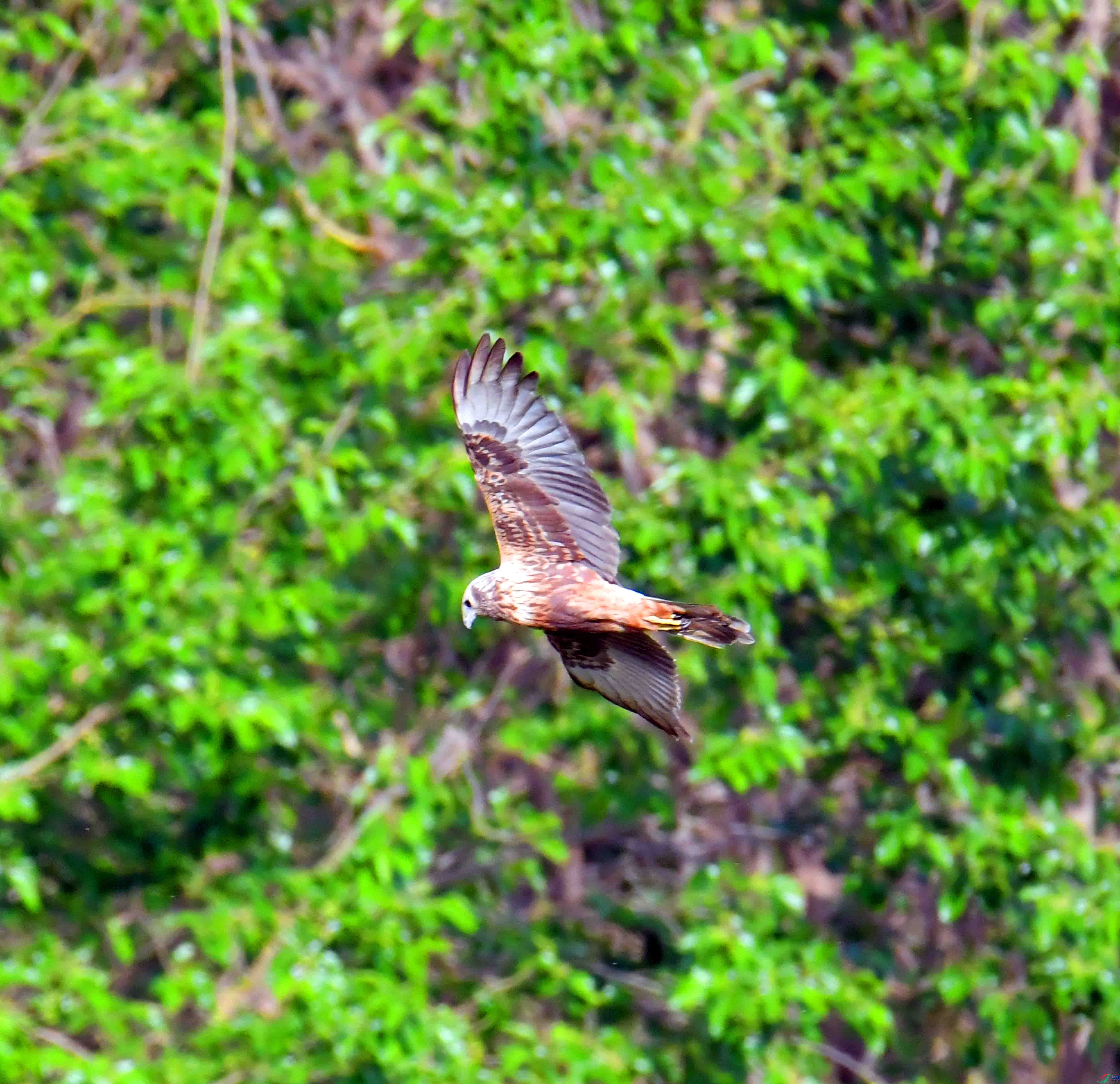 DSC_9742.JPG