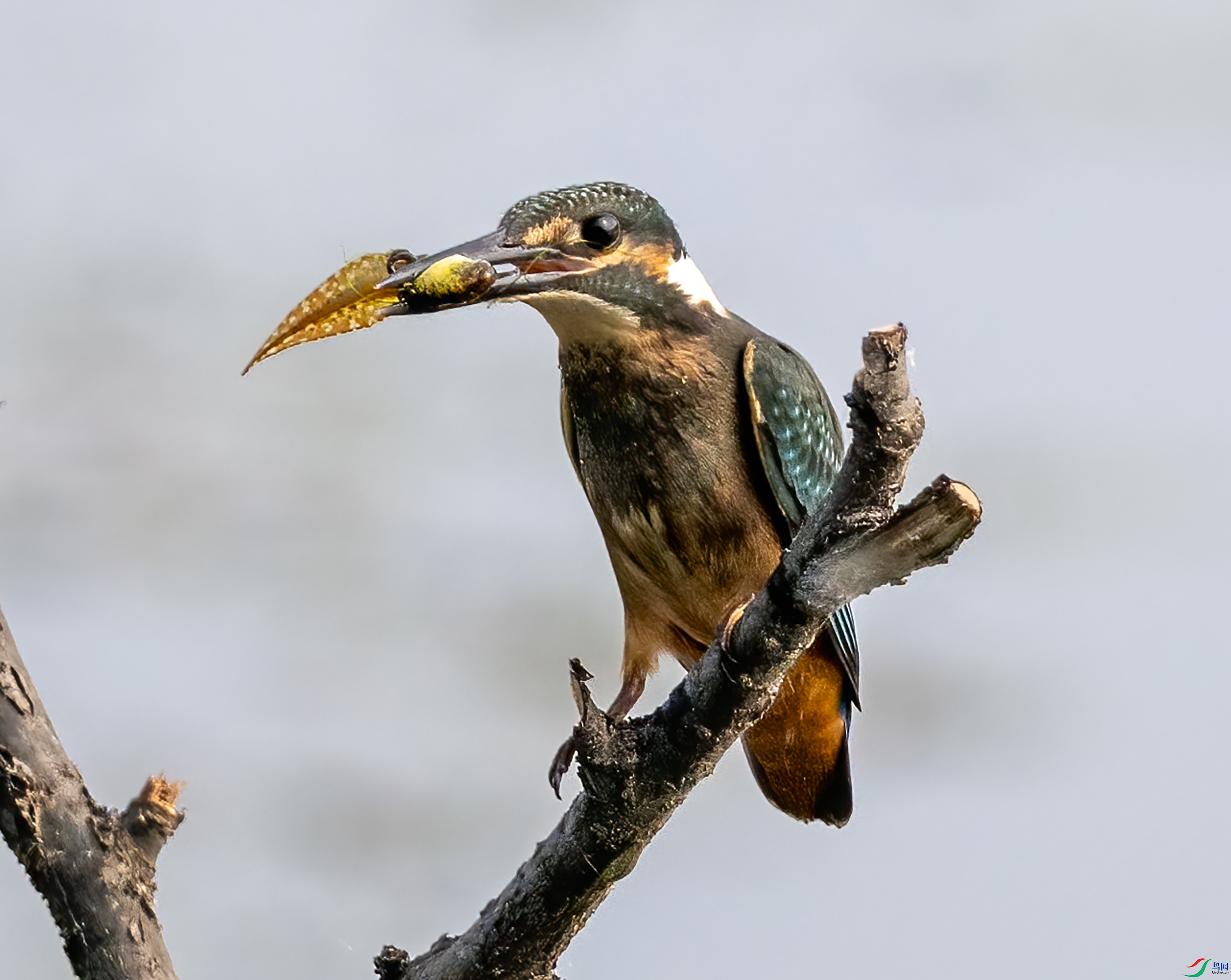 _DSC7047- ����.jpg