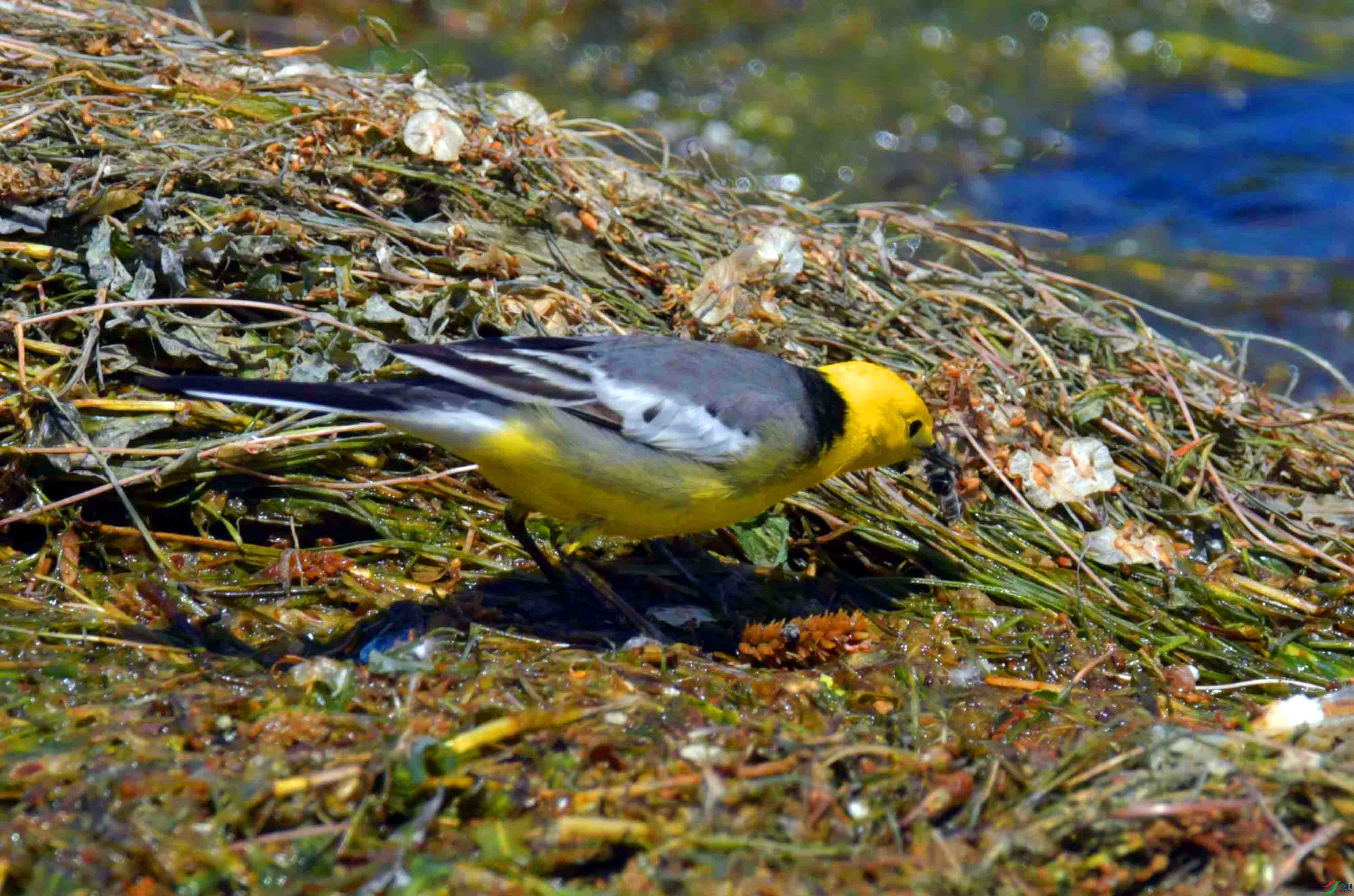 DSC_0366.JPG