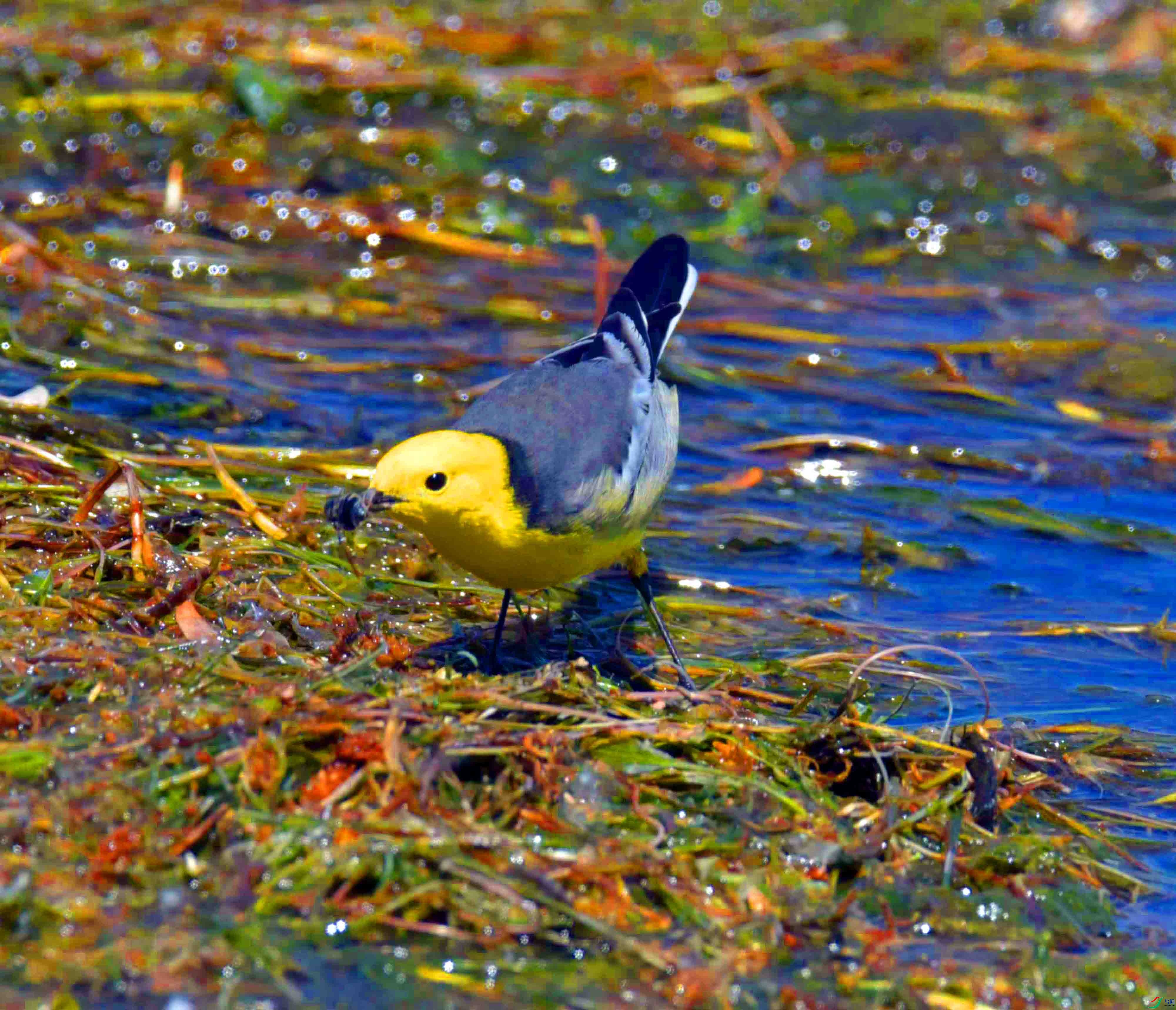 DSC_0415.JPG
