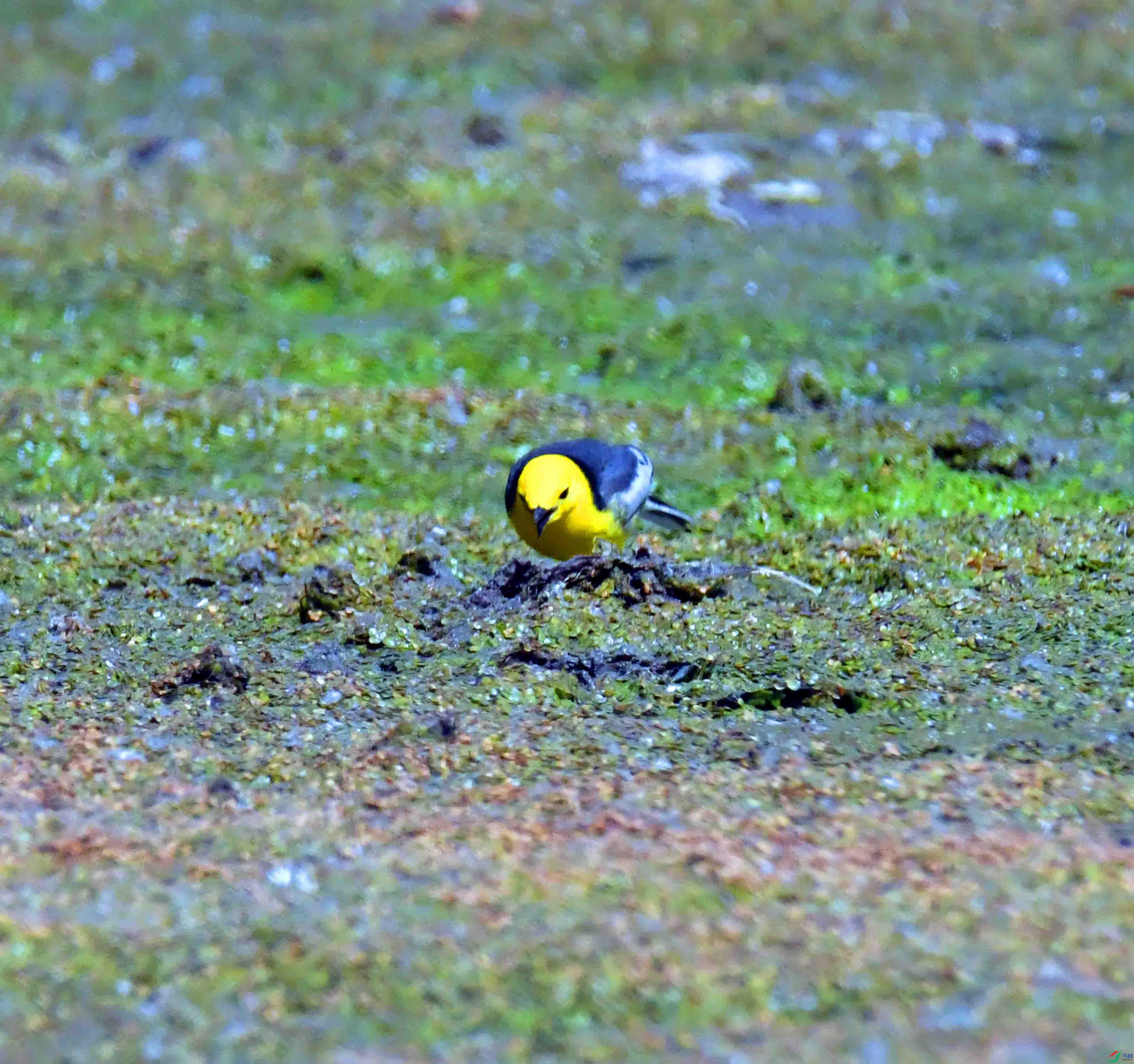 DSC_8494.JPG