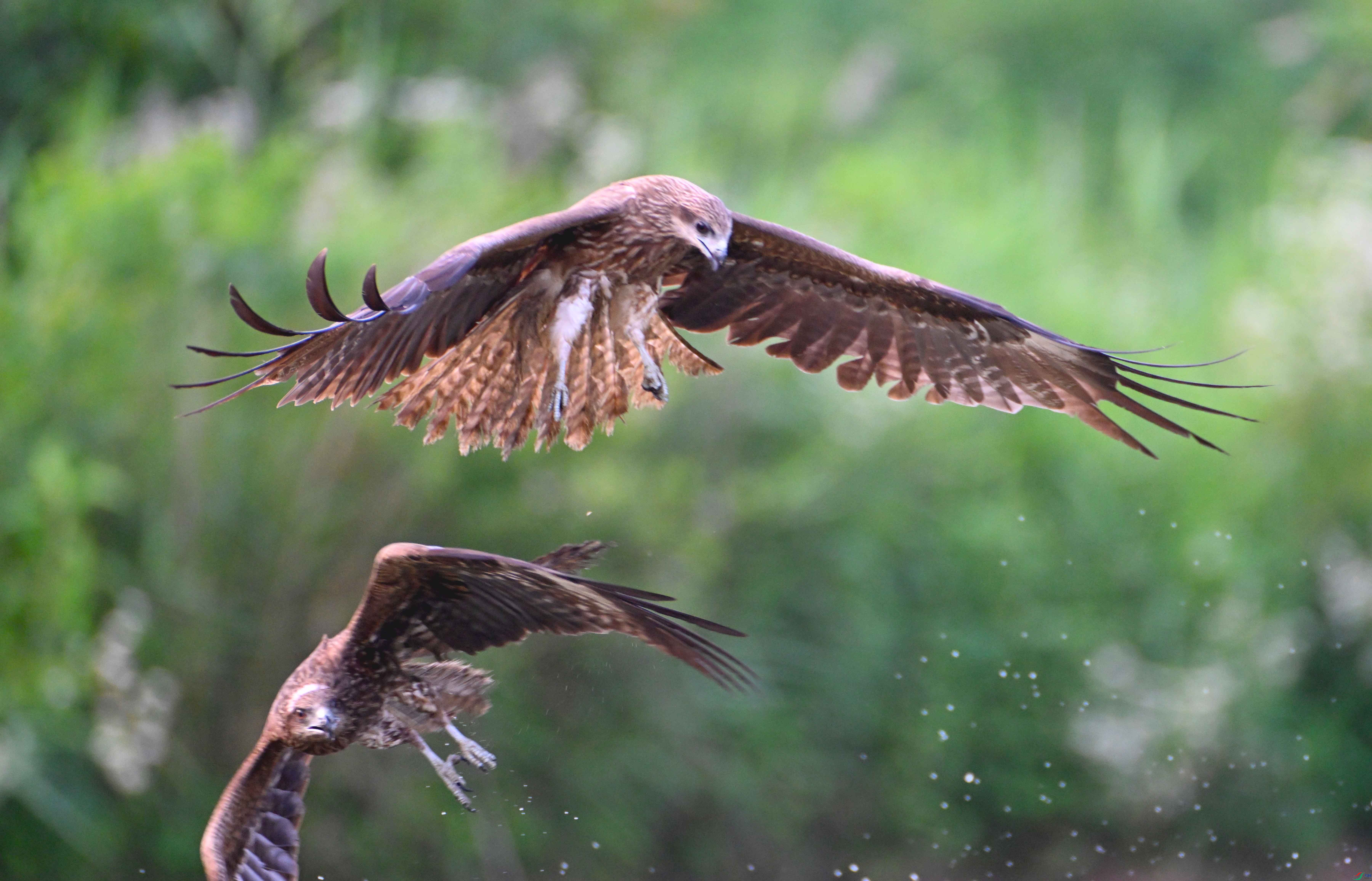 DSC_3053 ����.jpg