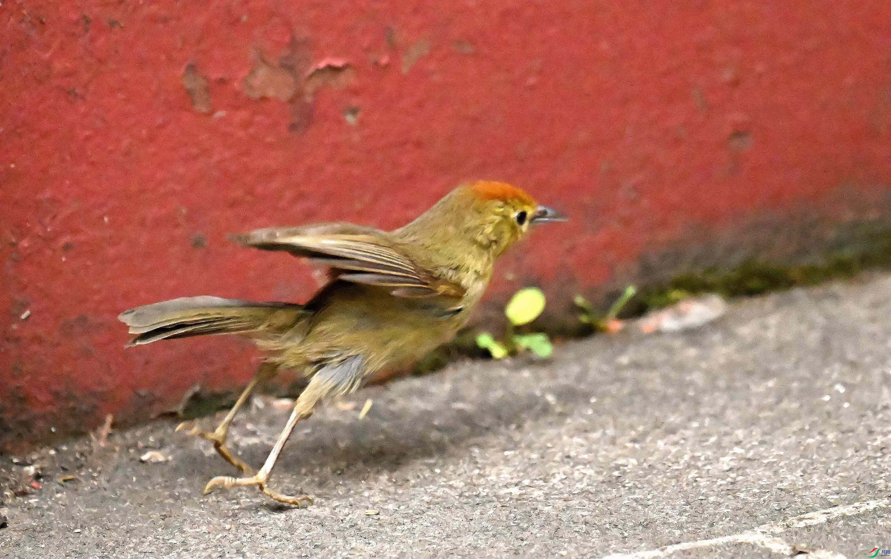 DSC_0339_����.jpg