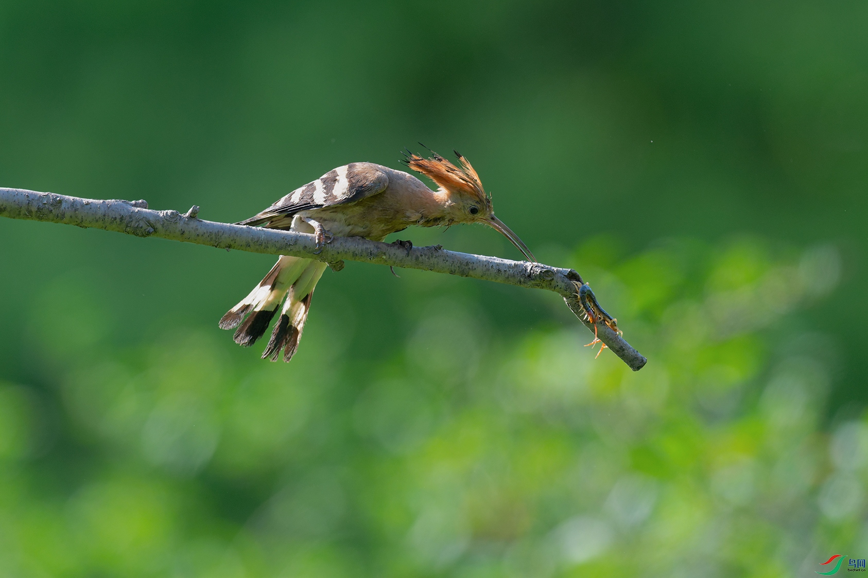 DSC_6589_DxOa.jpg