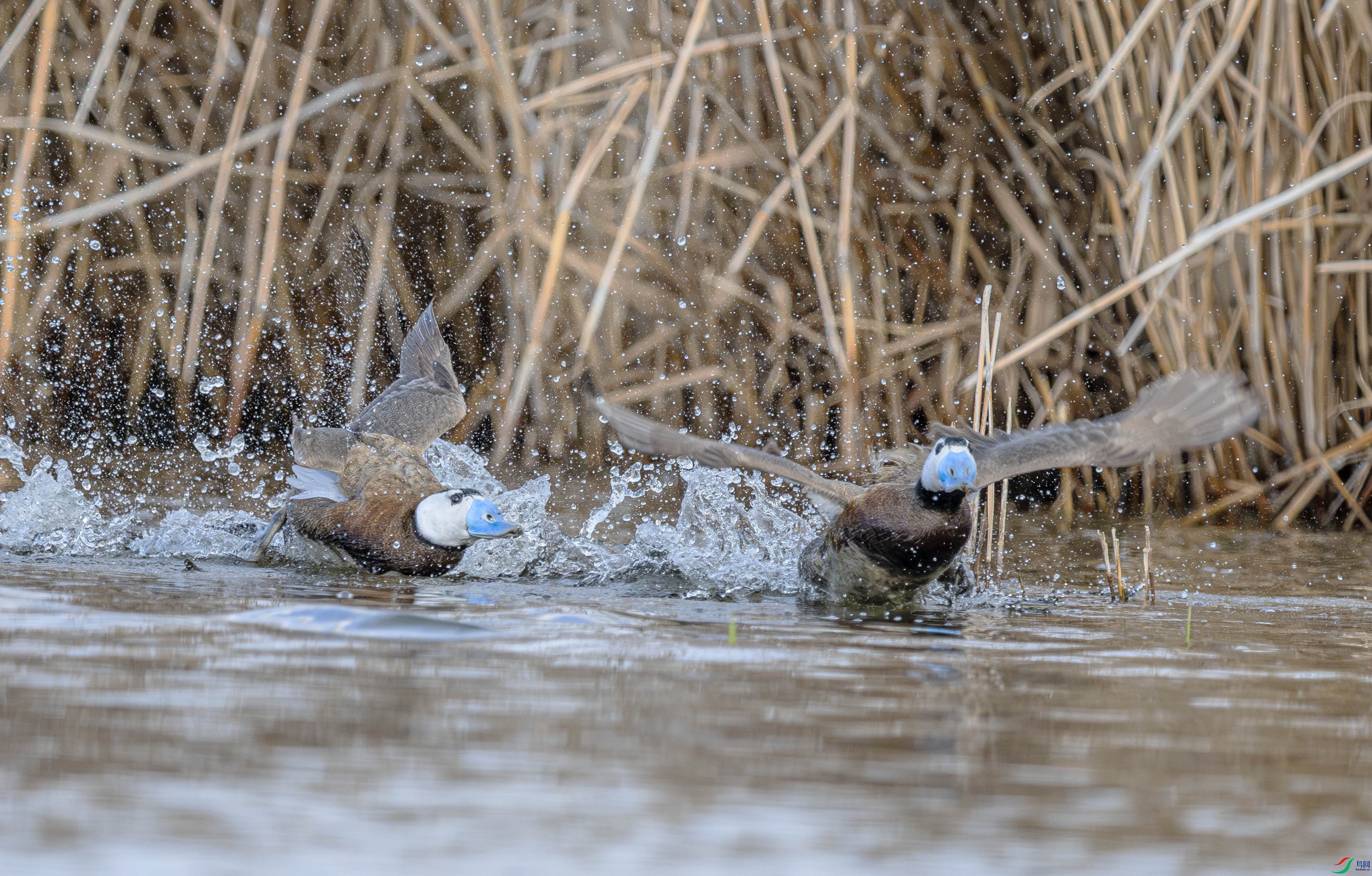 DSC_2536-����ǿ-NR ����.jpg