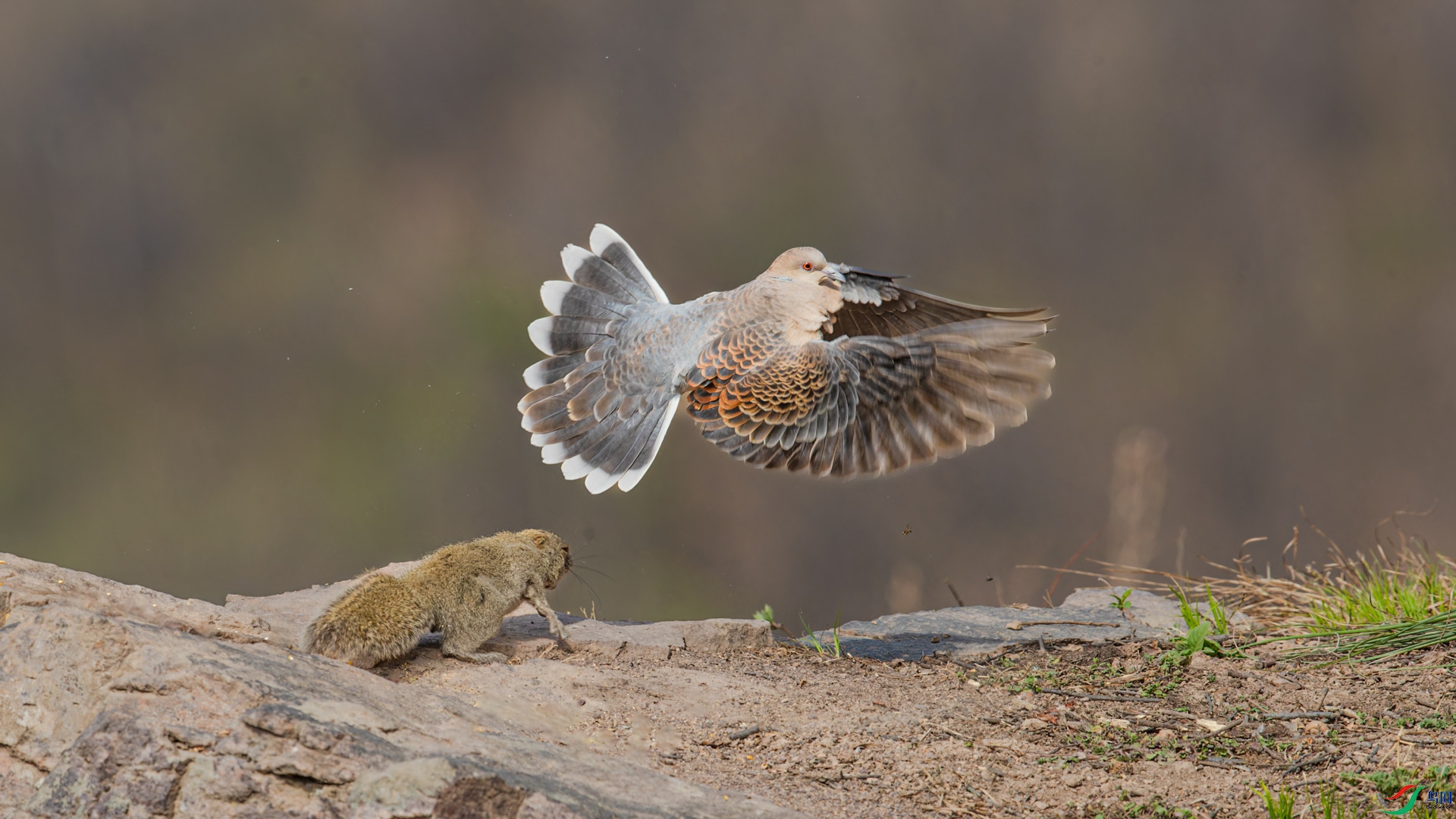 AR2I0807-CR2_DxO_DeepPRIMEXD-1.jpg