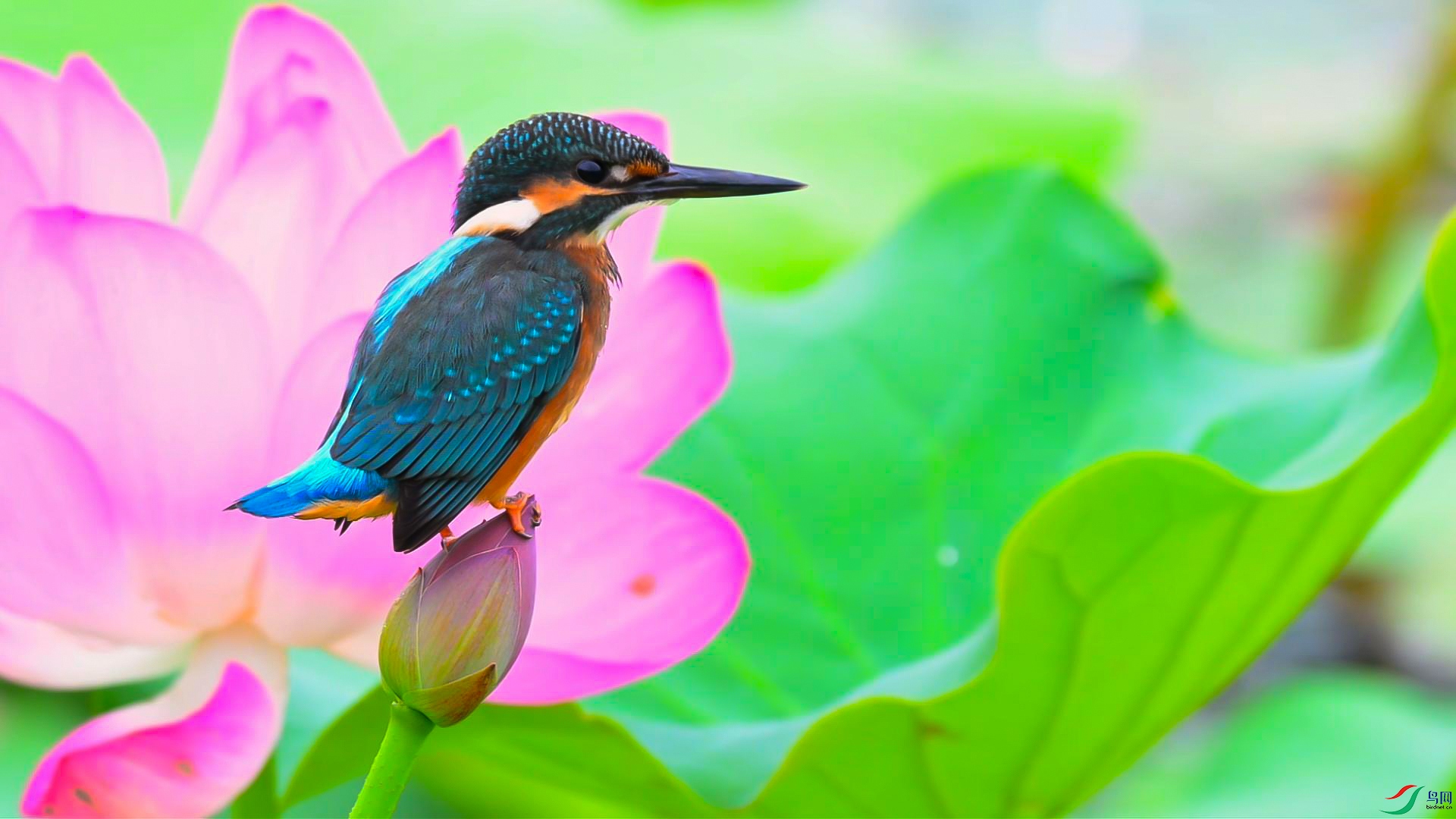 �һ�̶�Ĵ���-���� ����.jpg