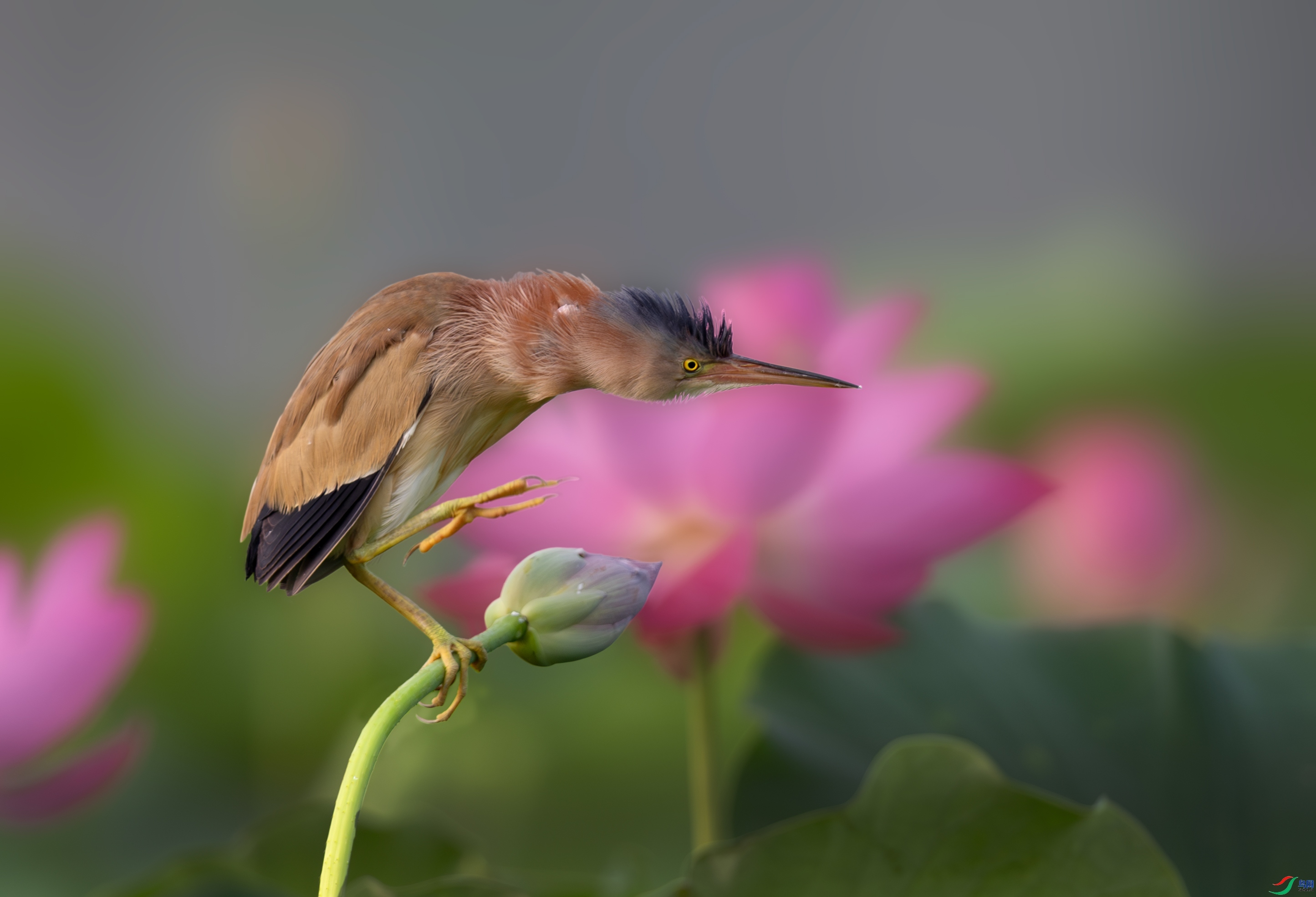 ÿ�ռ���  ���������Ļư�έ�Z  ���� һ·���� ����.jpg