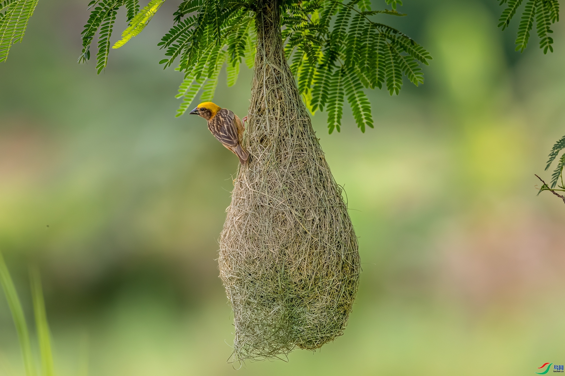 ����֯����  ���� ɳ���Խ� ��һ.jpg