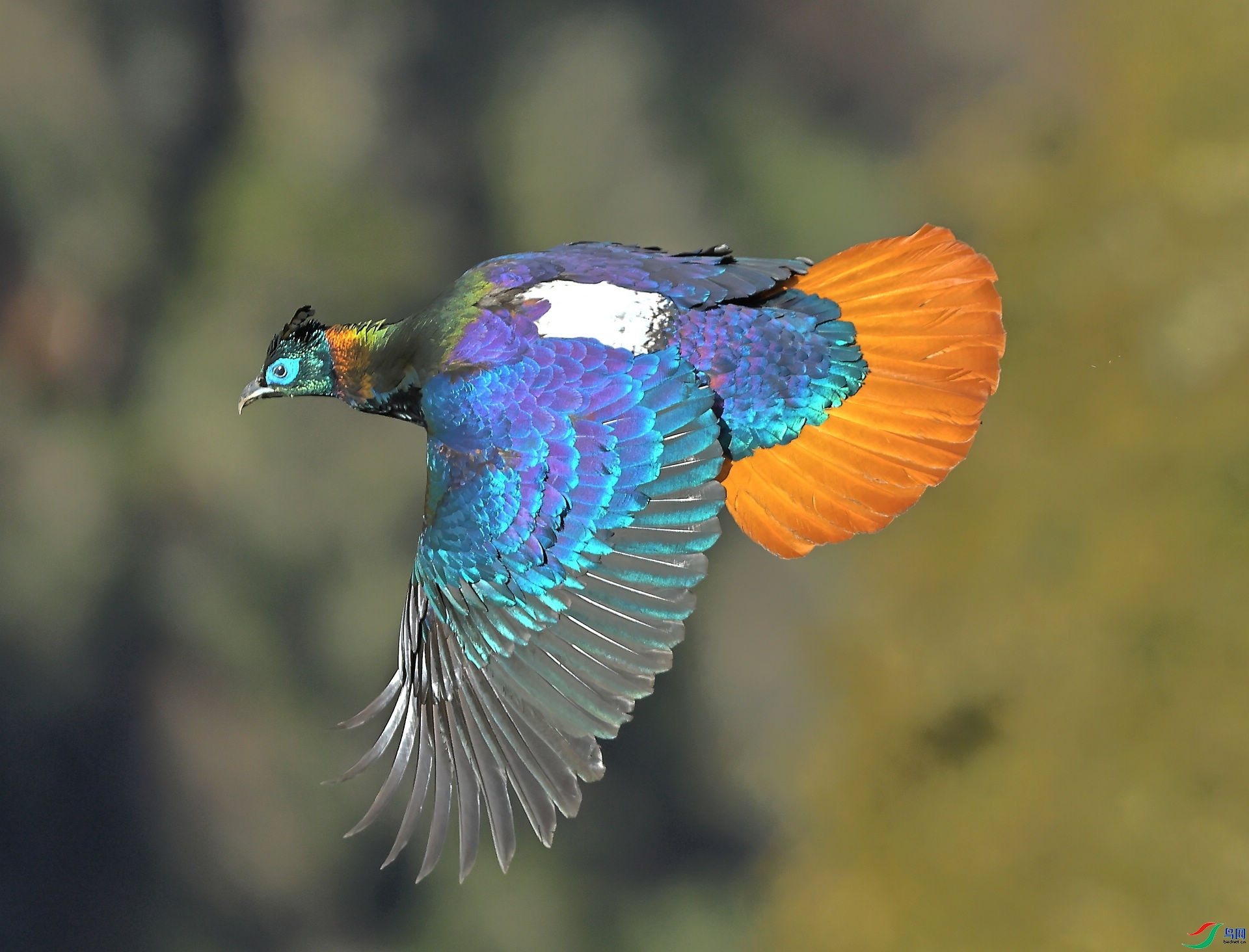 ����ɽ����β����  ���� 8341  �ܶ�.jpg