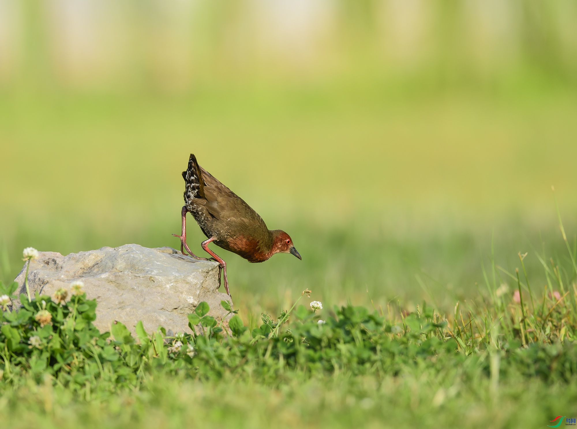 DSC_0684.jpg
