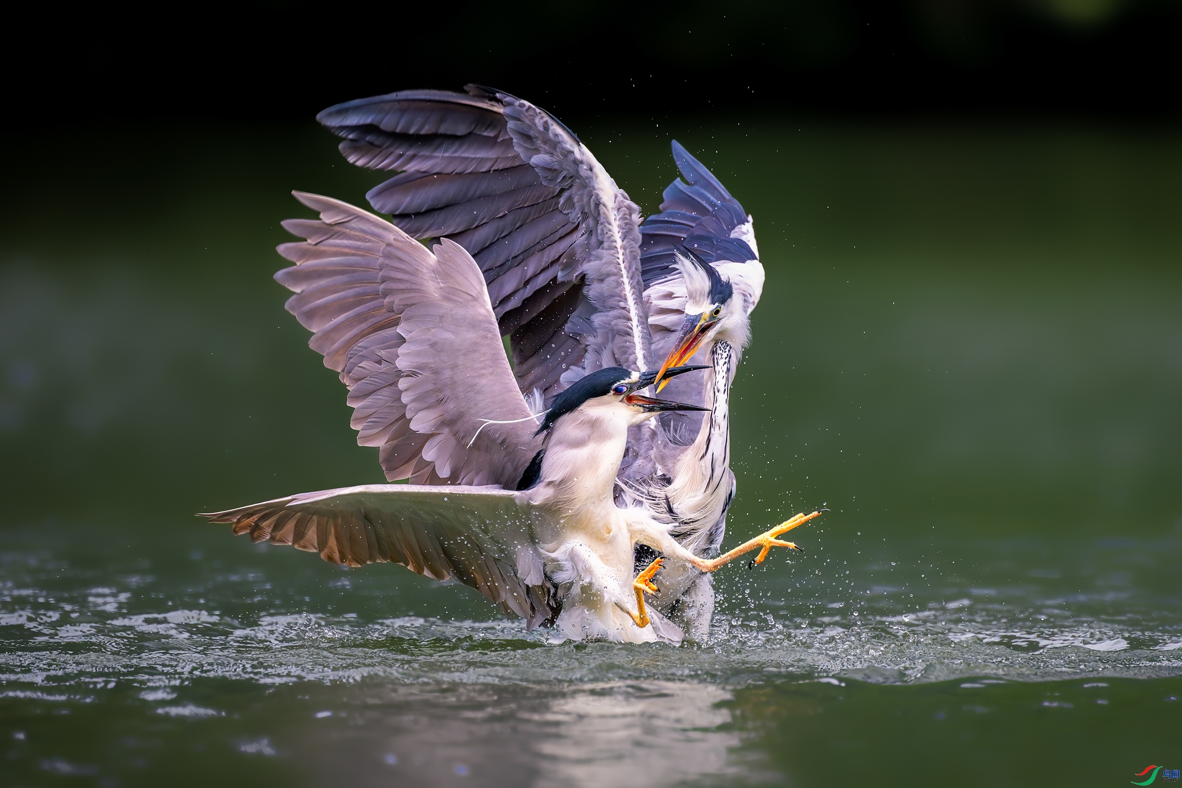 �Һ��Ҷ���  ���� ����Ӱ ����.jpg