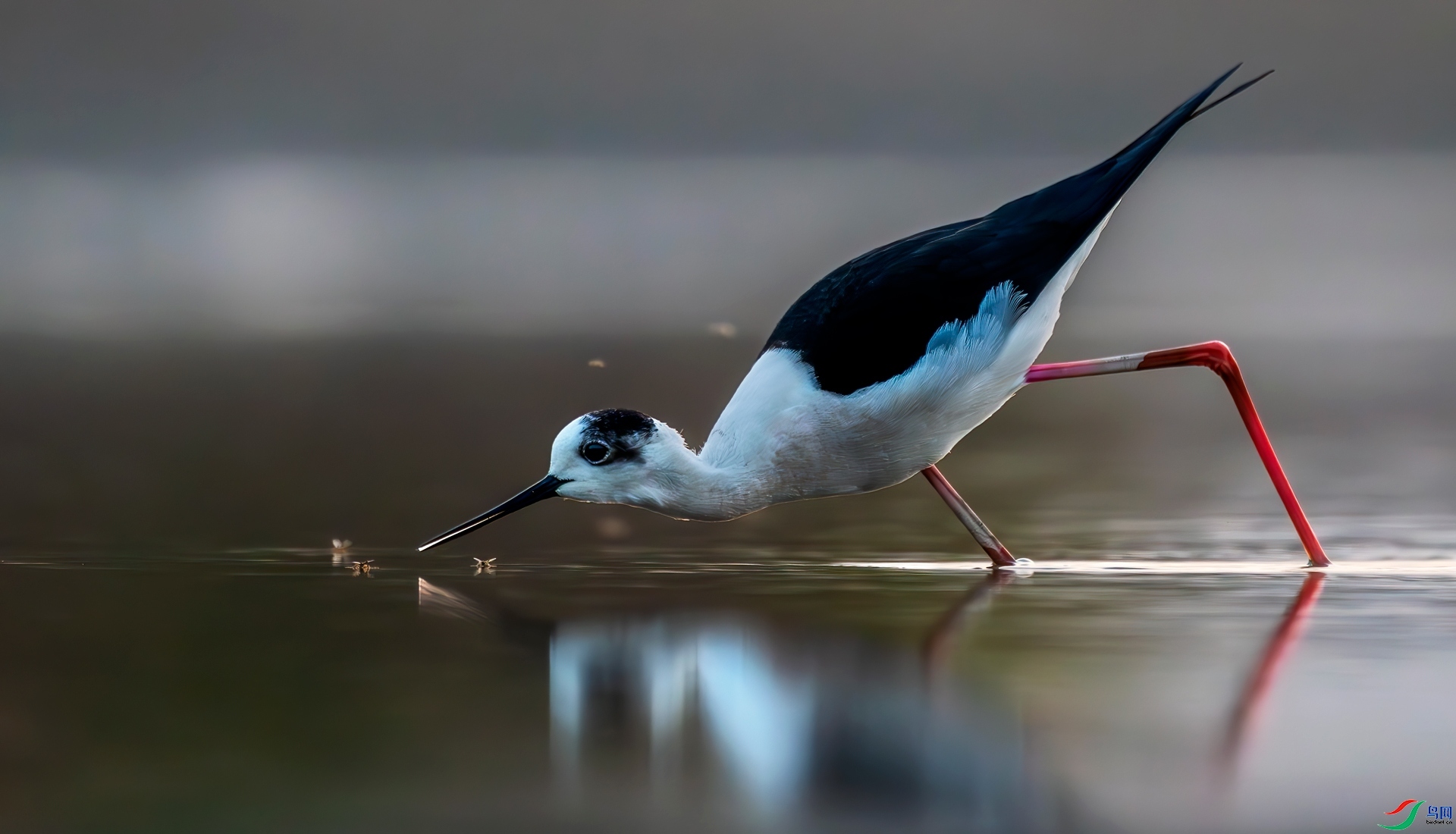 ��ɱ  ���� �Ƶ�����YD  ����.jpg