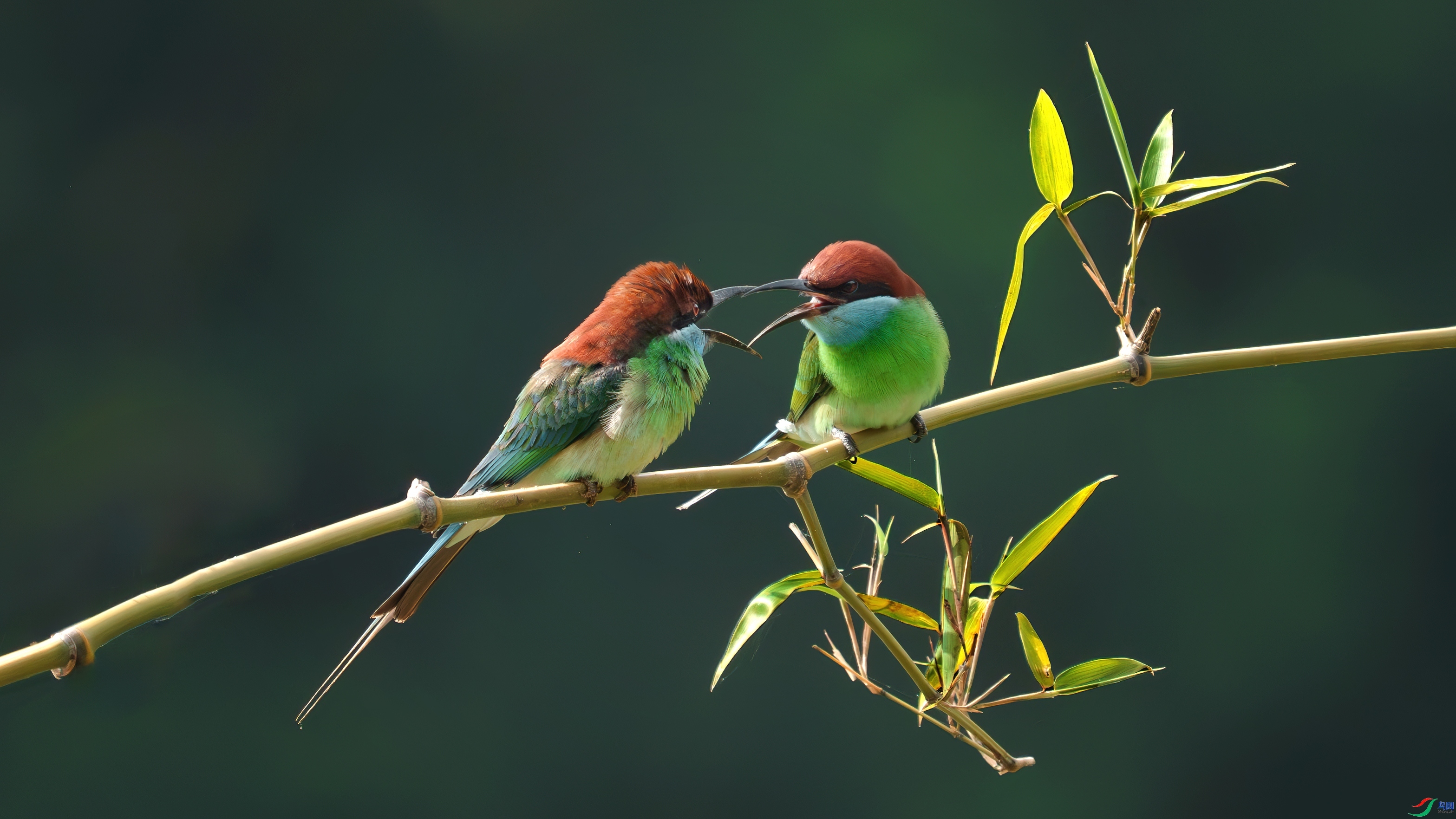 ���Ӷ��ڲ�����  ���� С�׺� ����.jpg