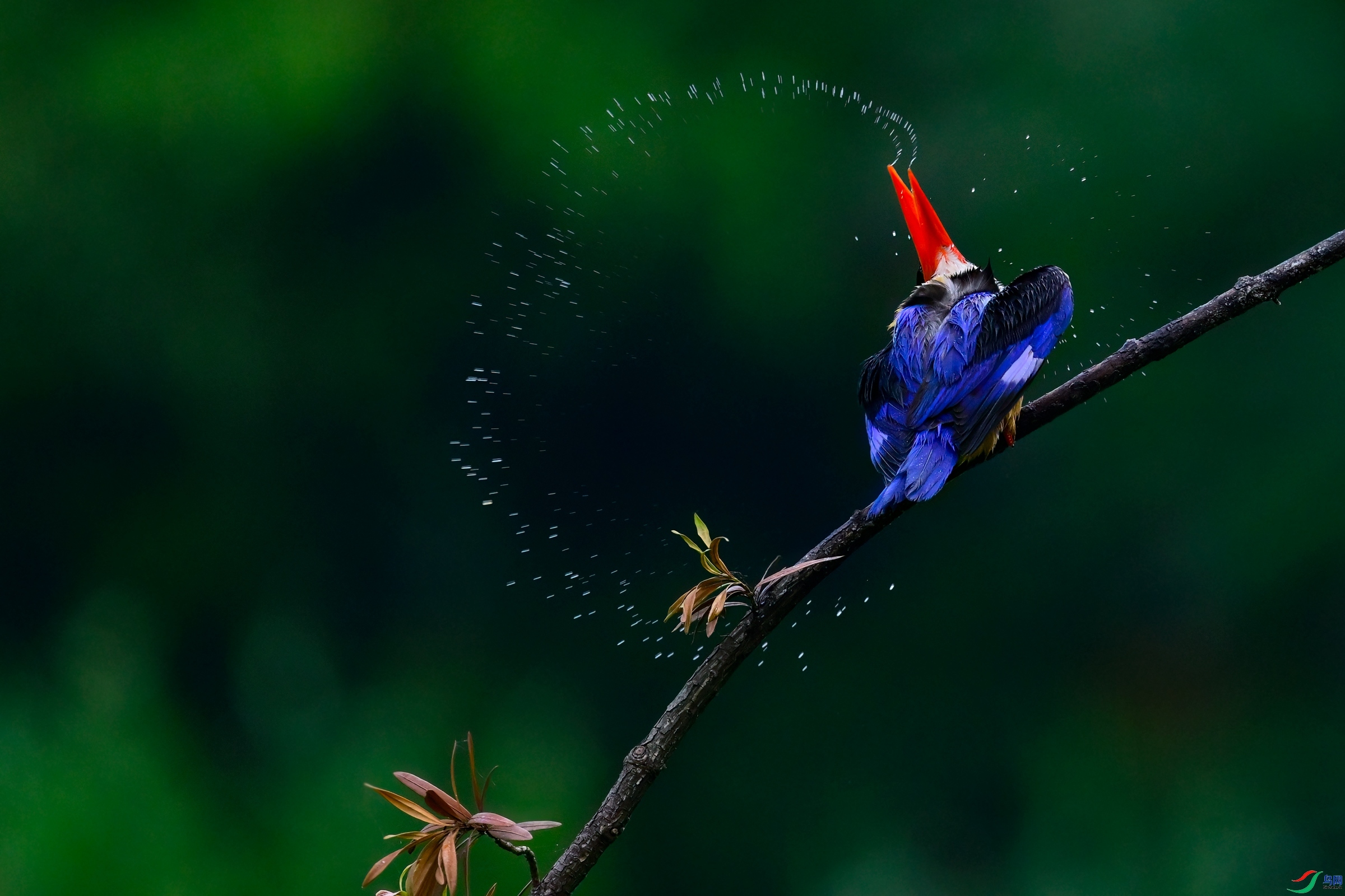 �촽�»�  ���� �չ�����-����  ����.jpg