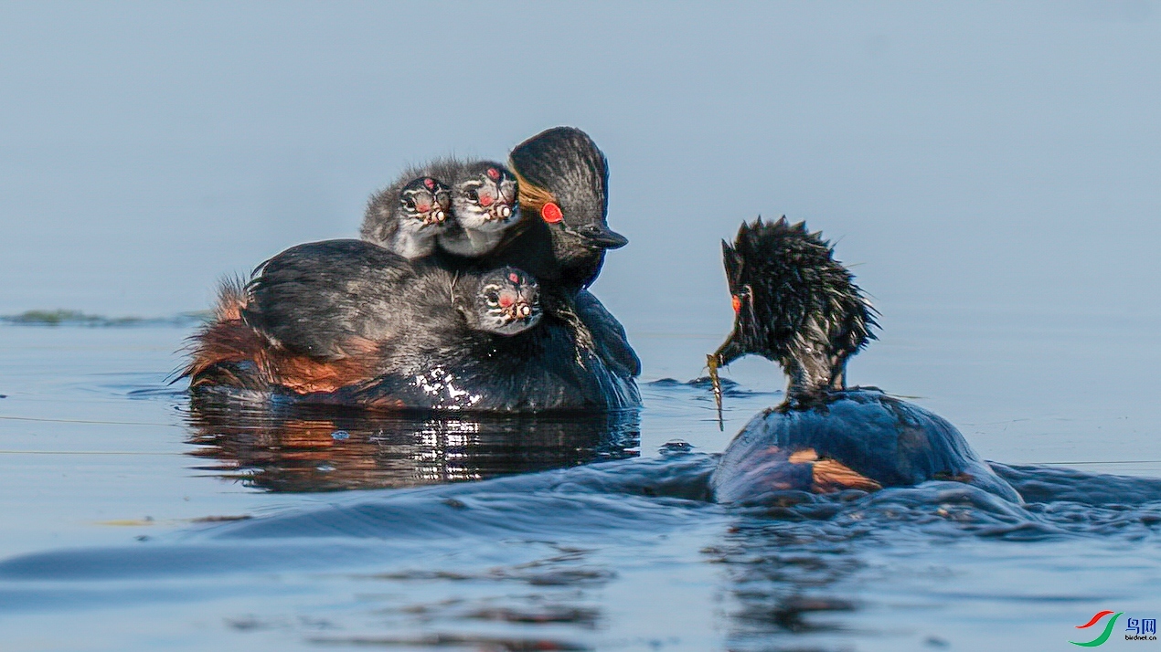 ��ܰ  ���� ľ��  ����.jpg