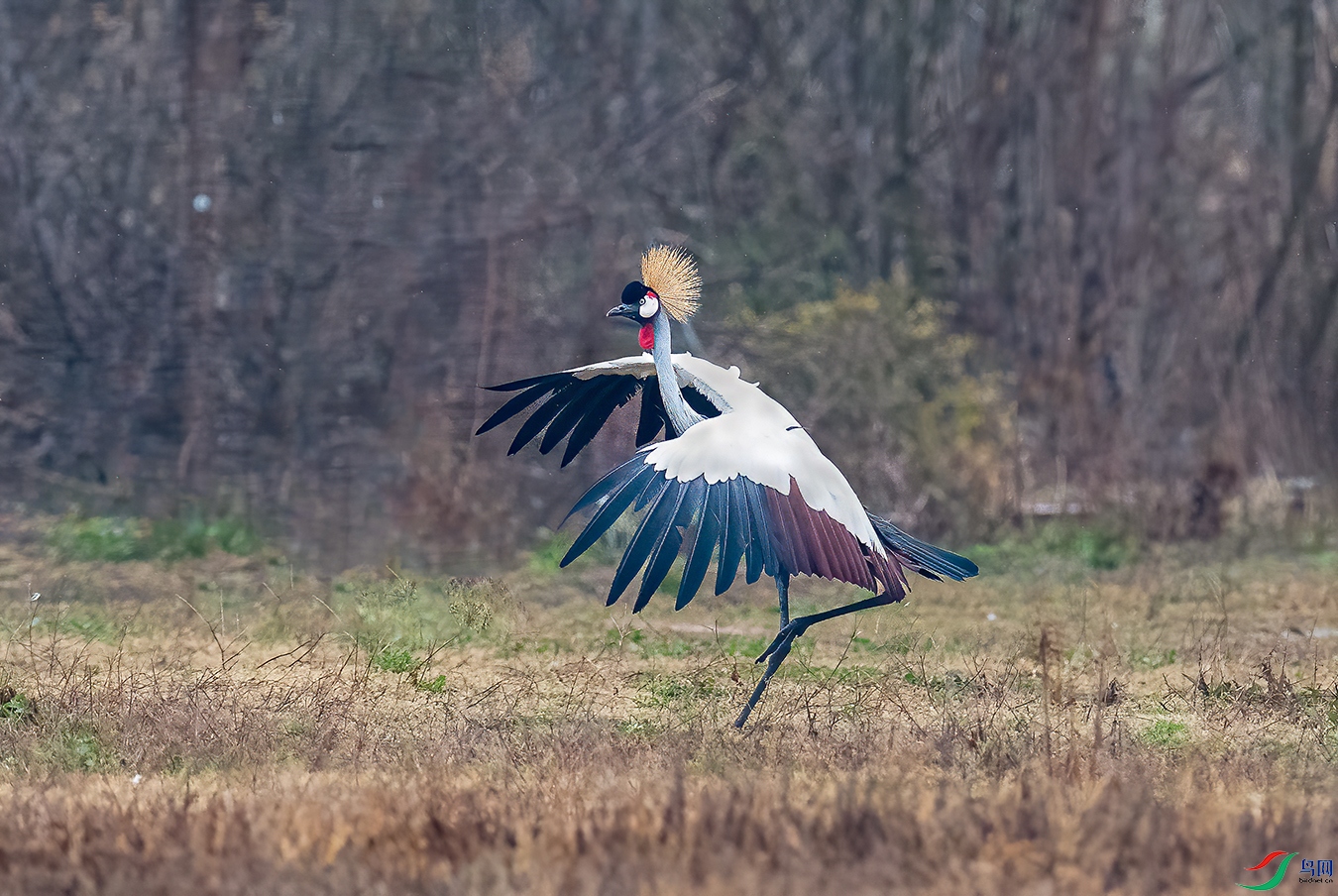 DSC_0736b.jpg