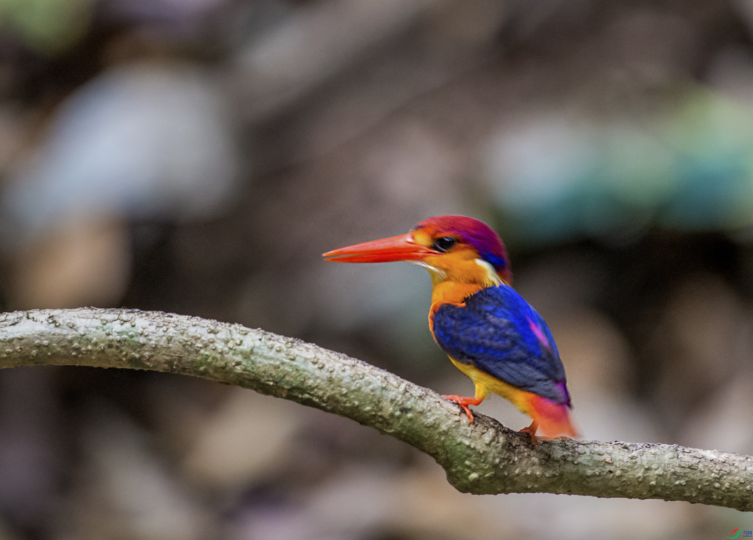 DSC_6115.jpg