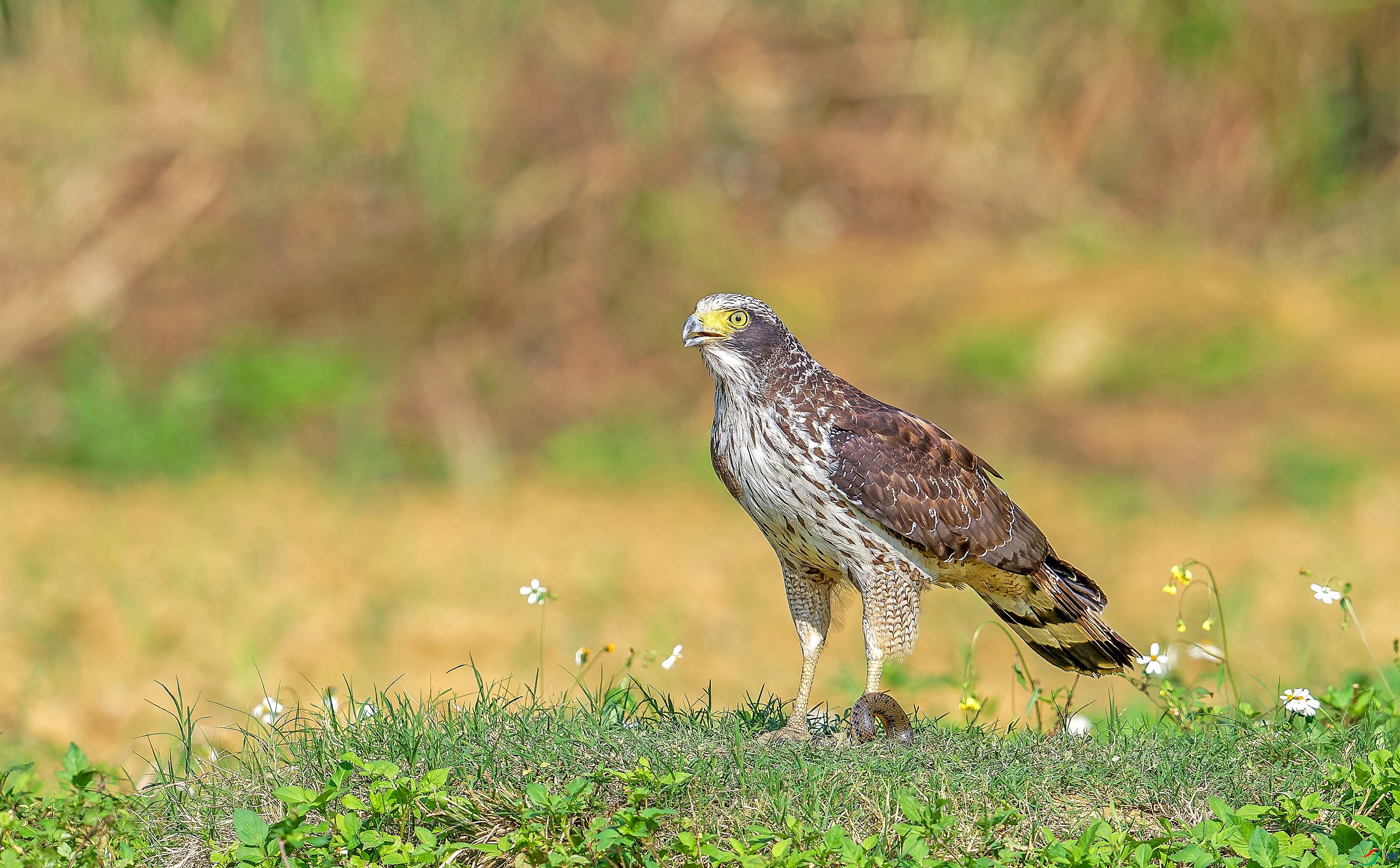 DSC_7089-NEF_DxO_DeepPRIMEXD.jpg