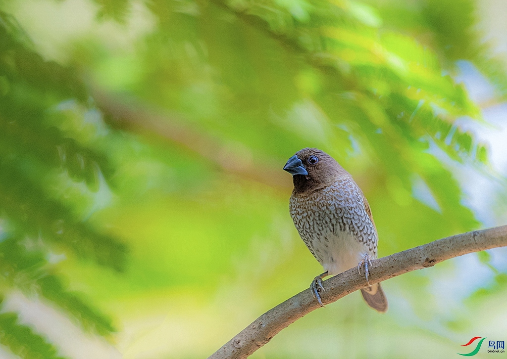 DSC_2903v.jpg