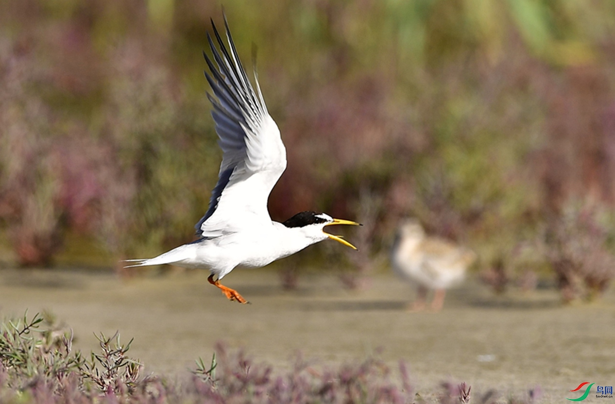 ���պ�̲��