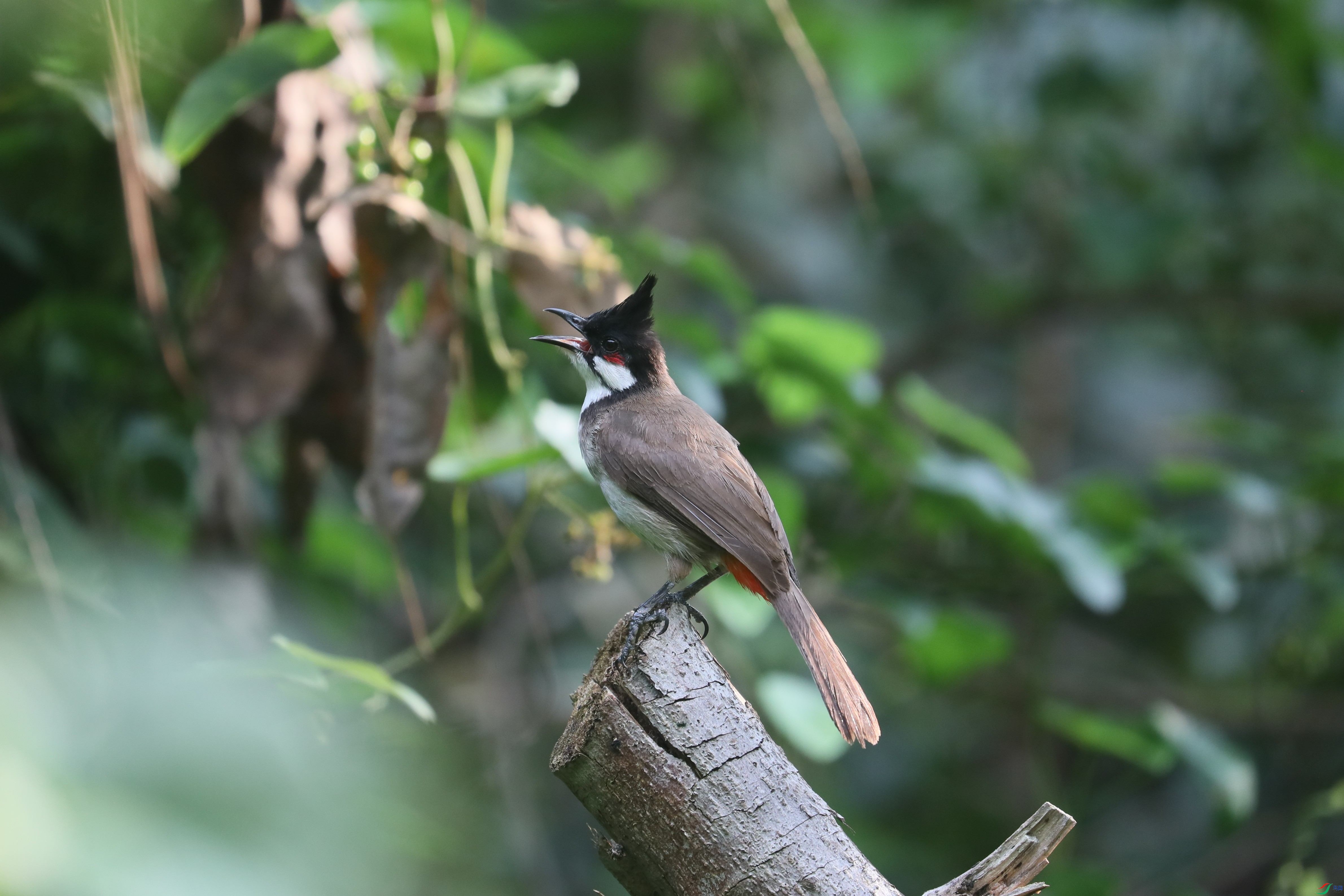 BL7A1000.JPG