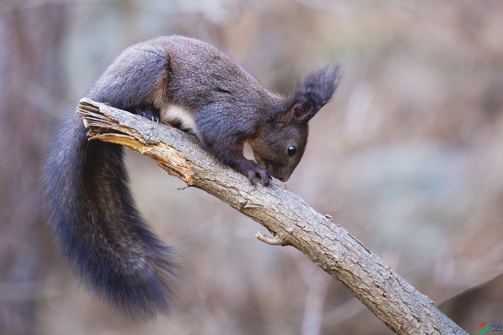 _MG_8097 ����.jpg