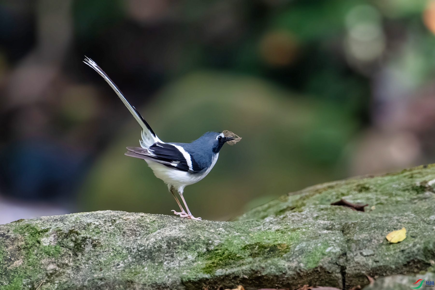 DSC_7975_����.jpg