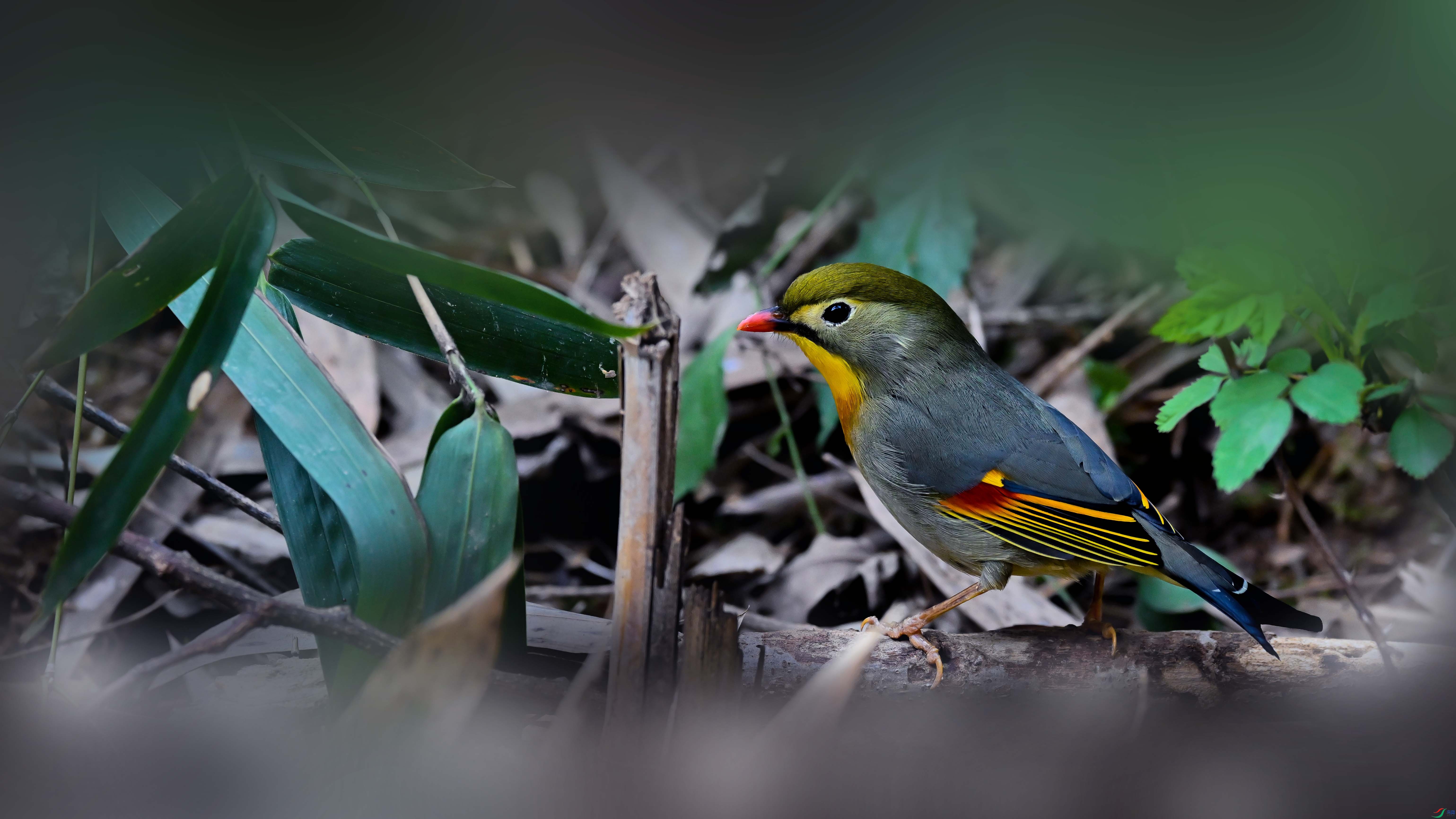 DSC_5823.jpg