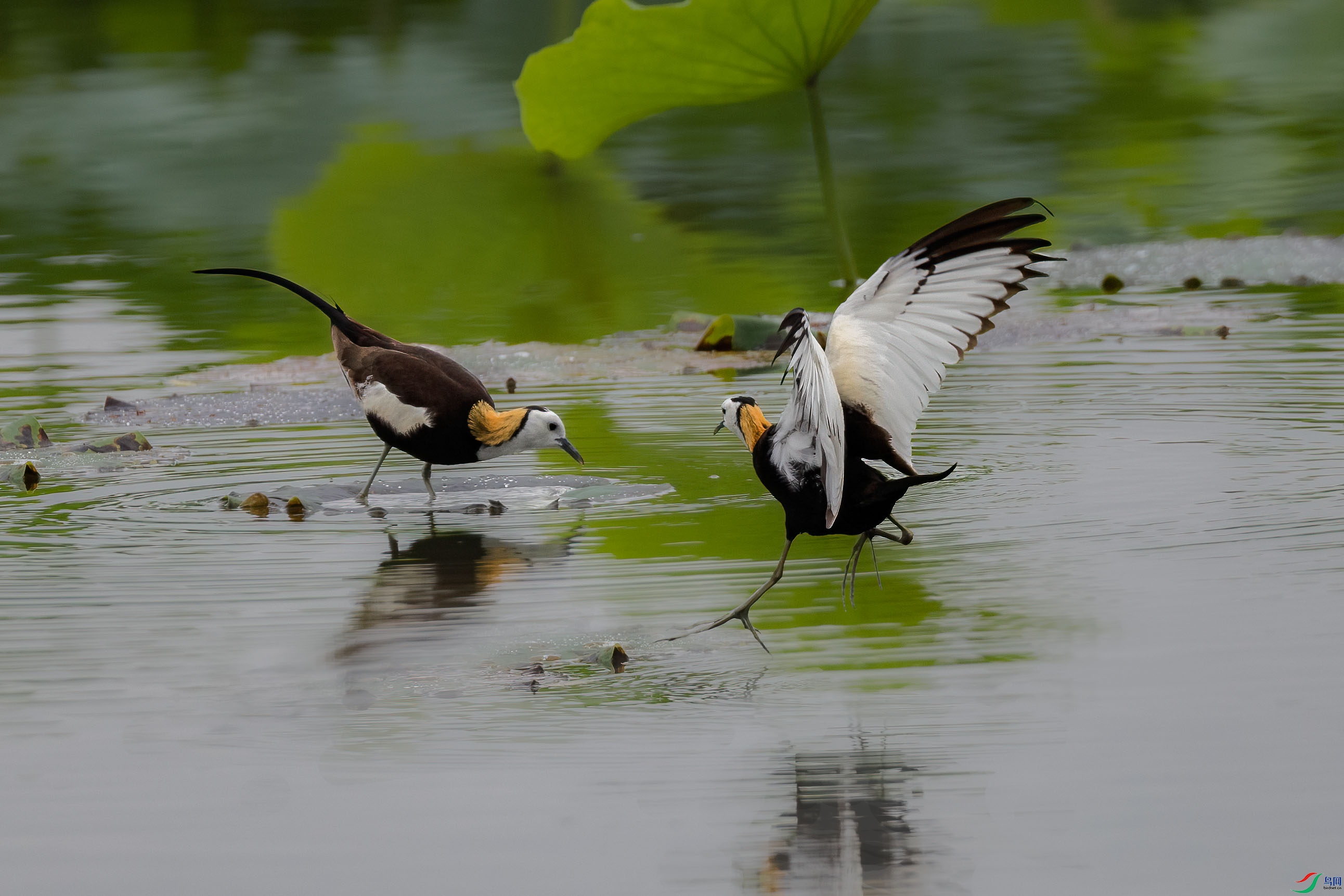 ˮ��