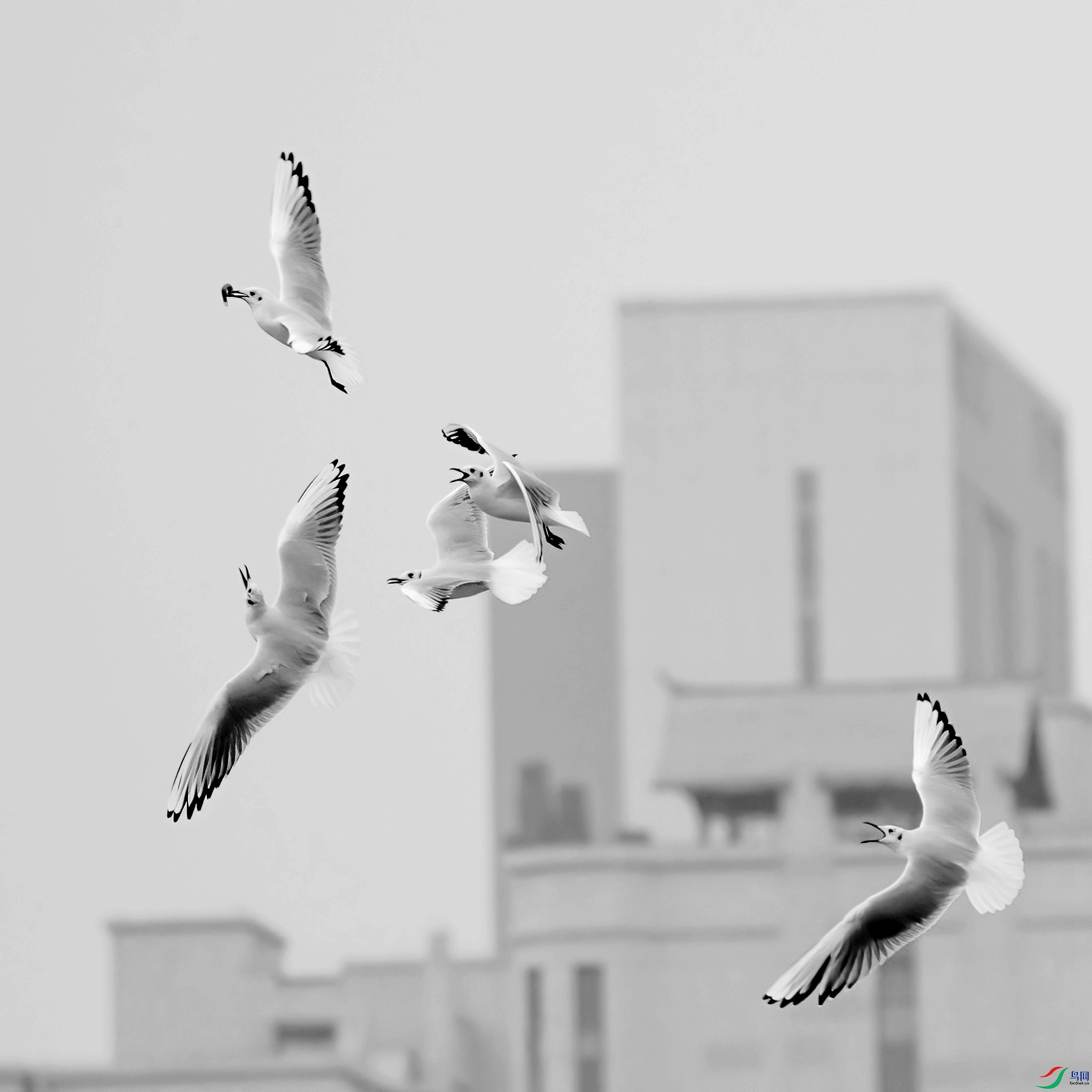 DSC05153 ����_����.jpg