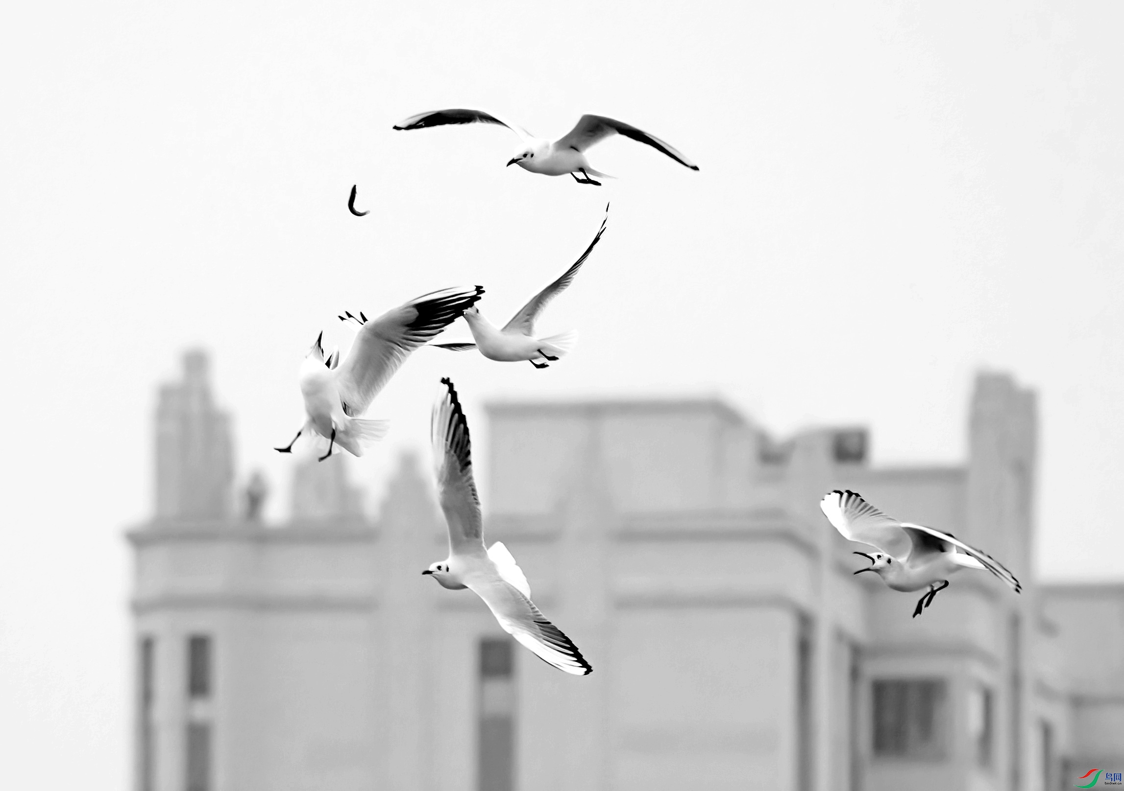 DSC05154 ����_����.jpg