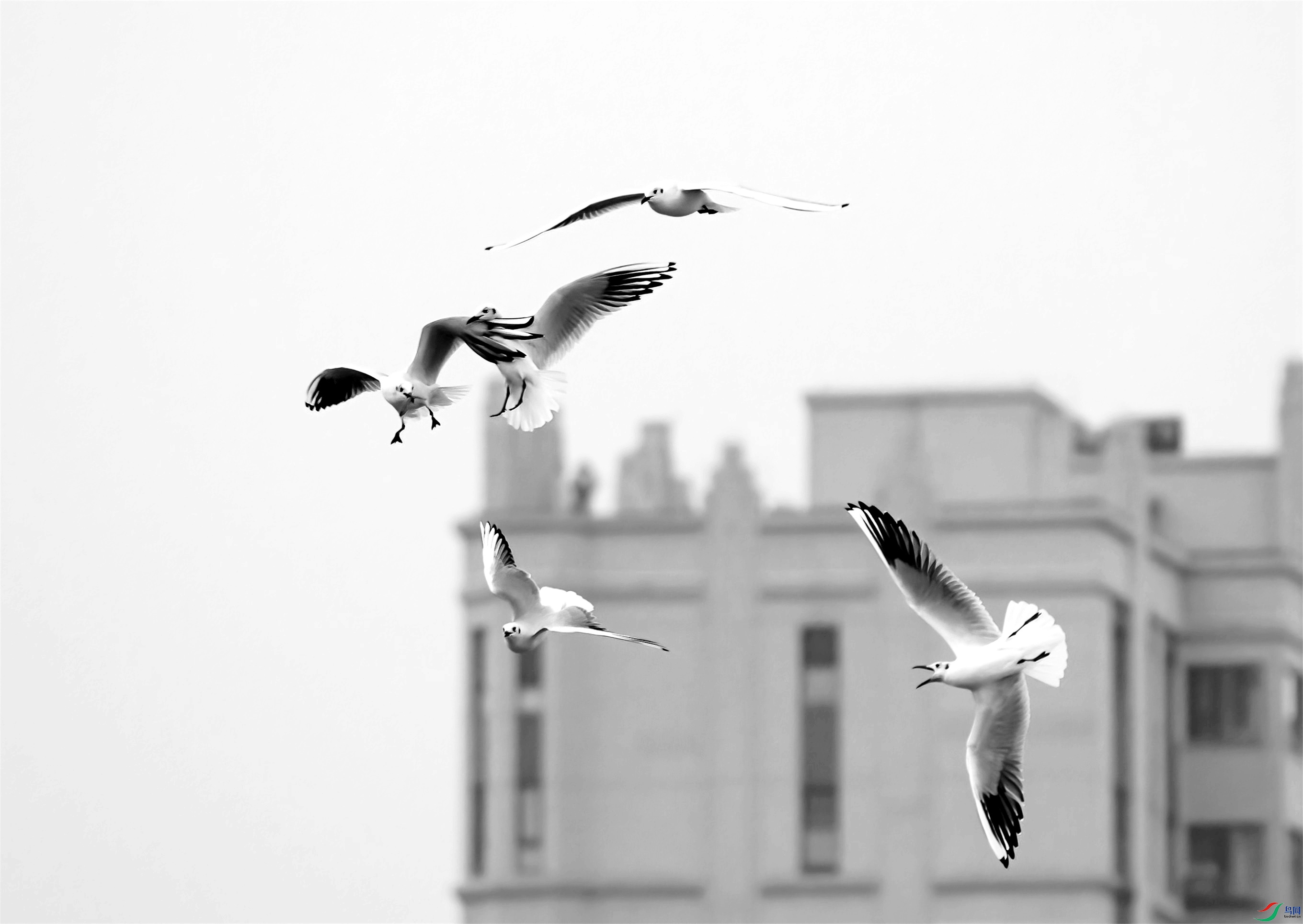 DSC05156 ����(1)_����.jpg