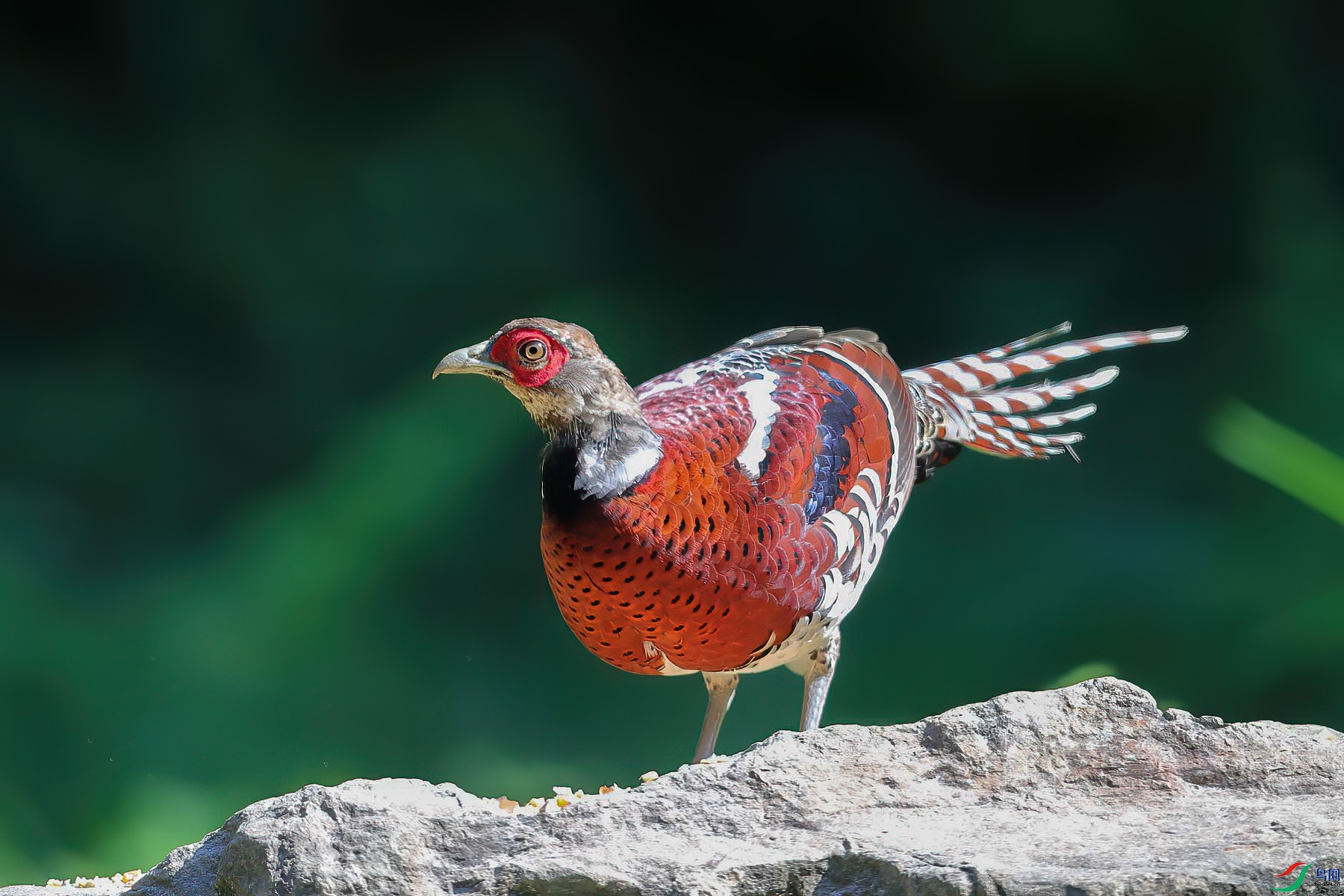 �׾���β��