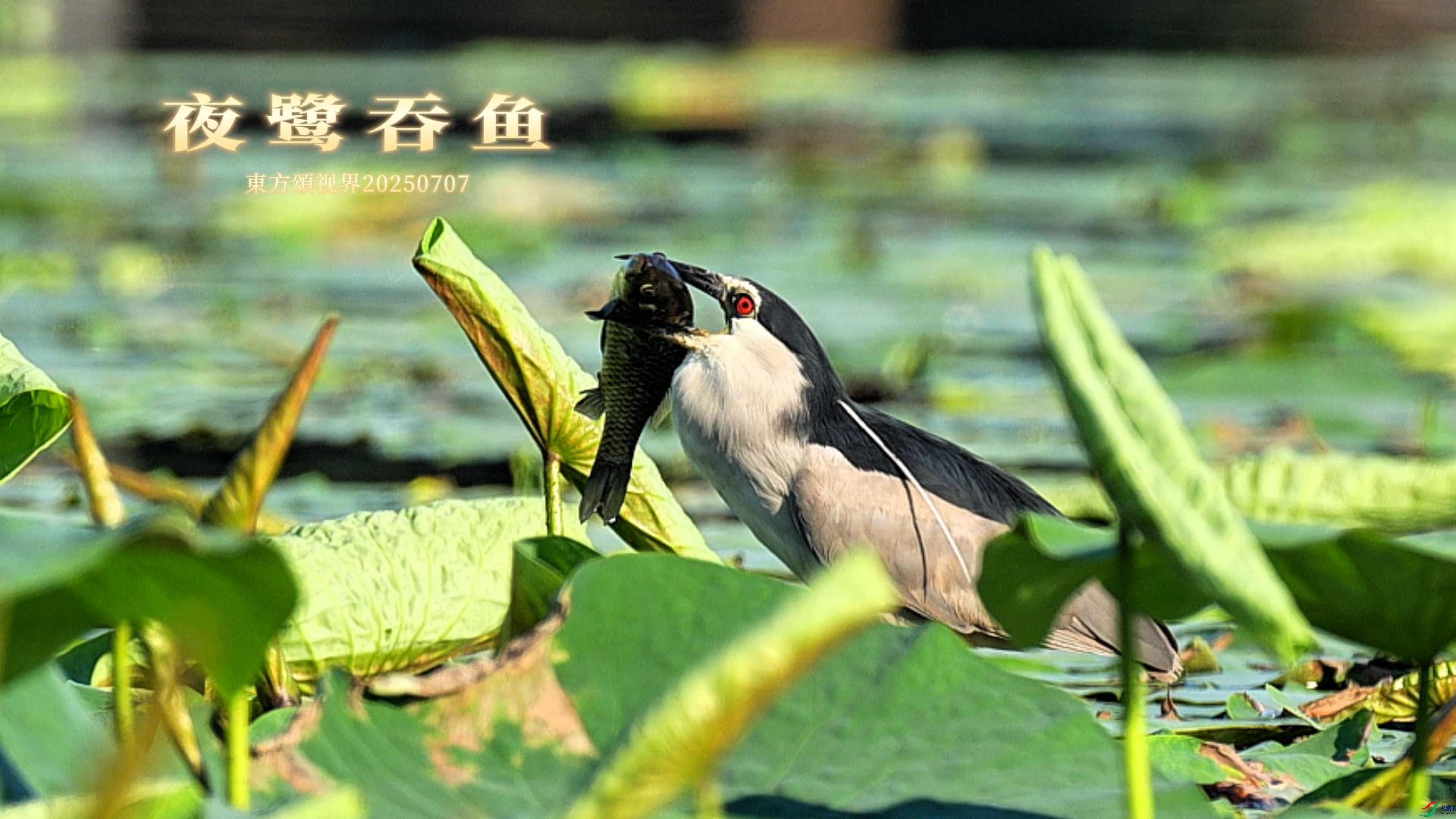 7��7�� ҹ������-����.jpg.jpg