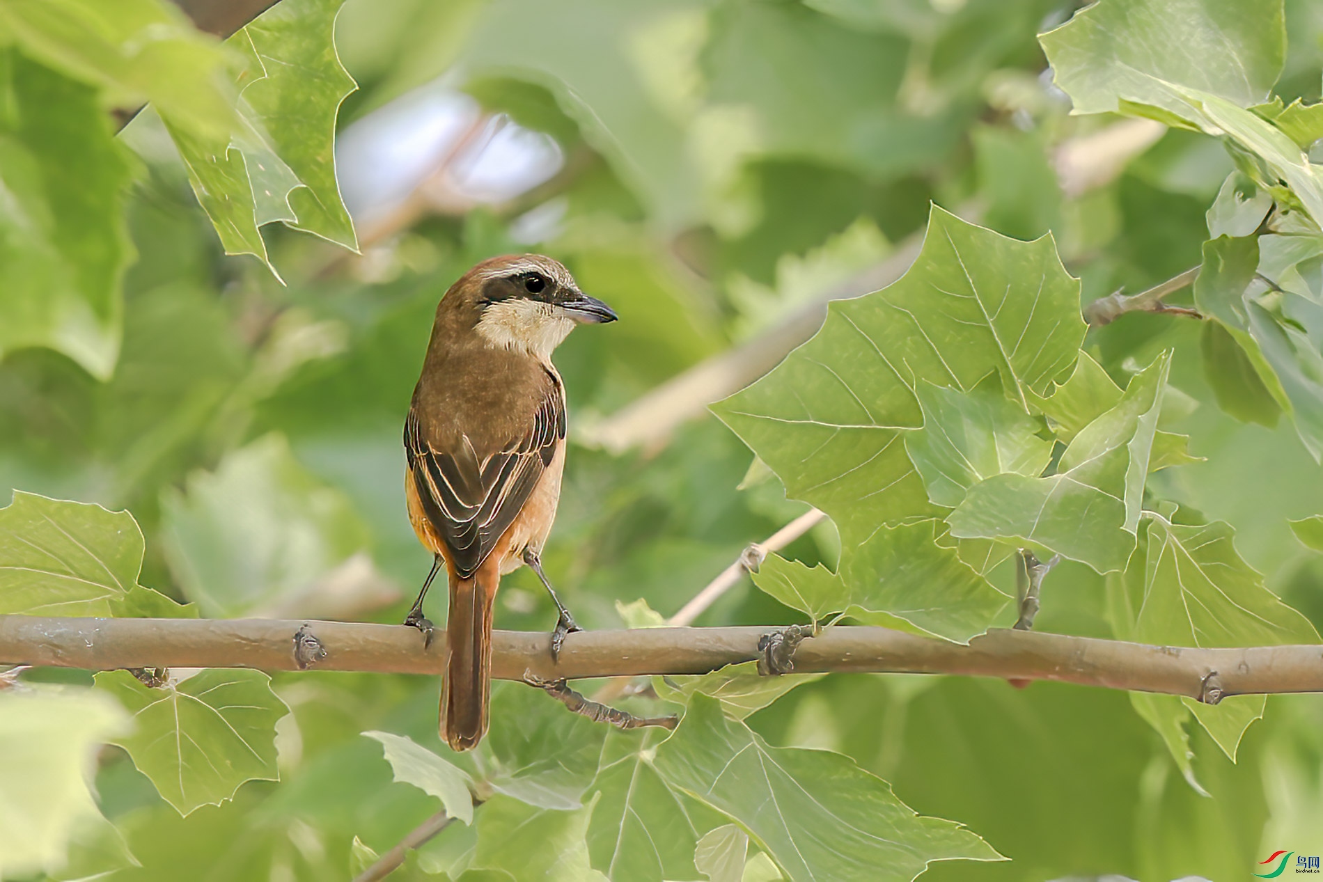AQ4P6158-1.jpg