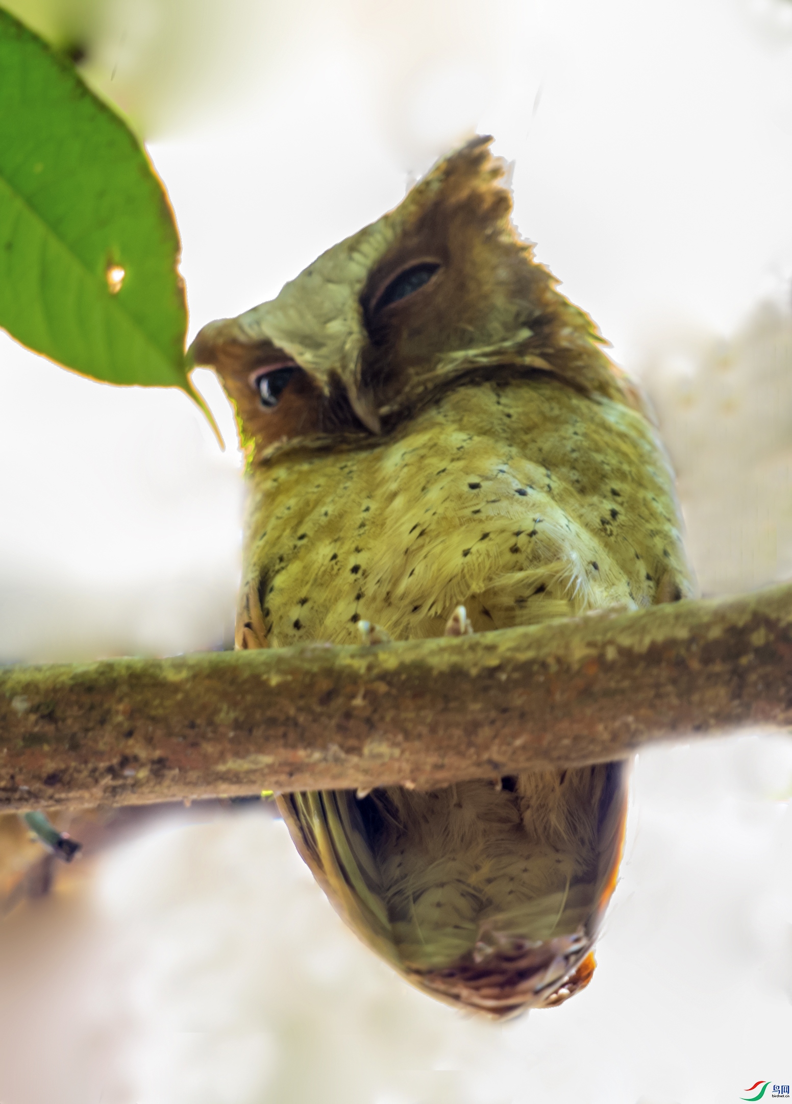 DSC_8559a.jpg