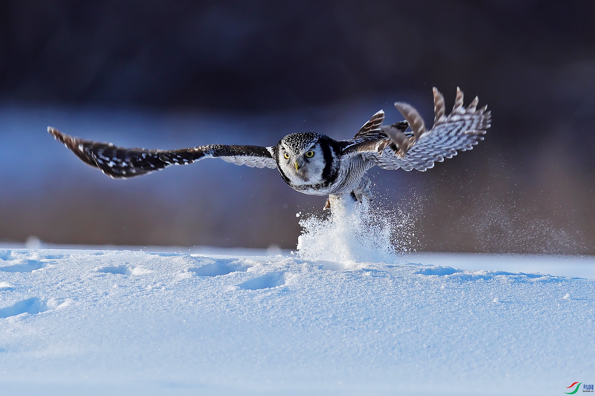ѩҰͻ��0X5A6211.jpg