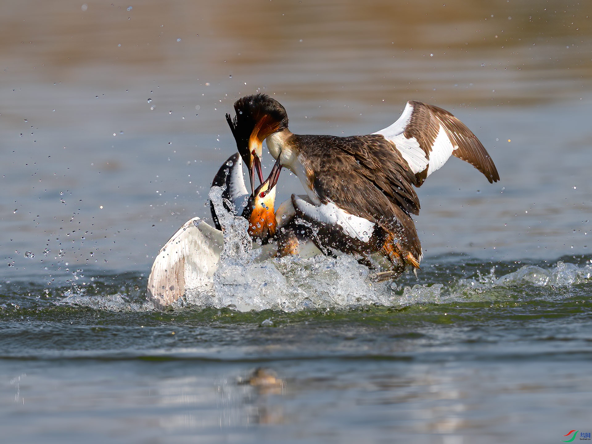 ��ͷ����